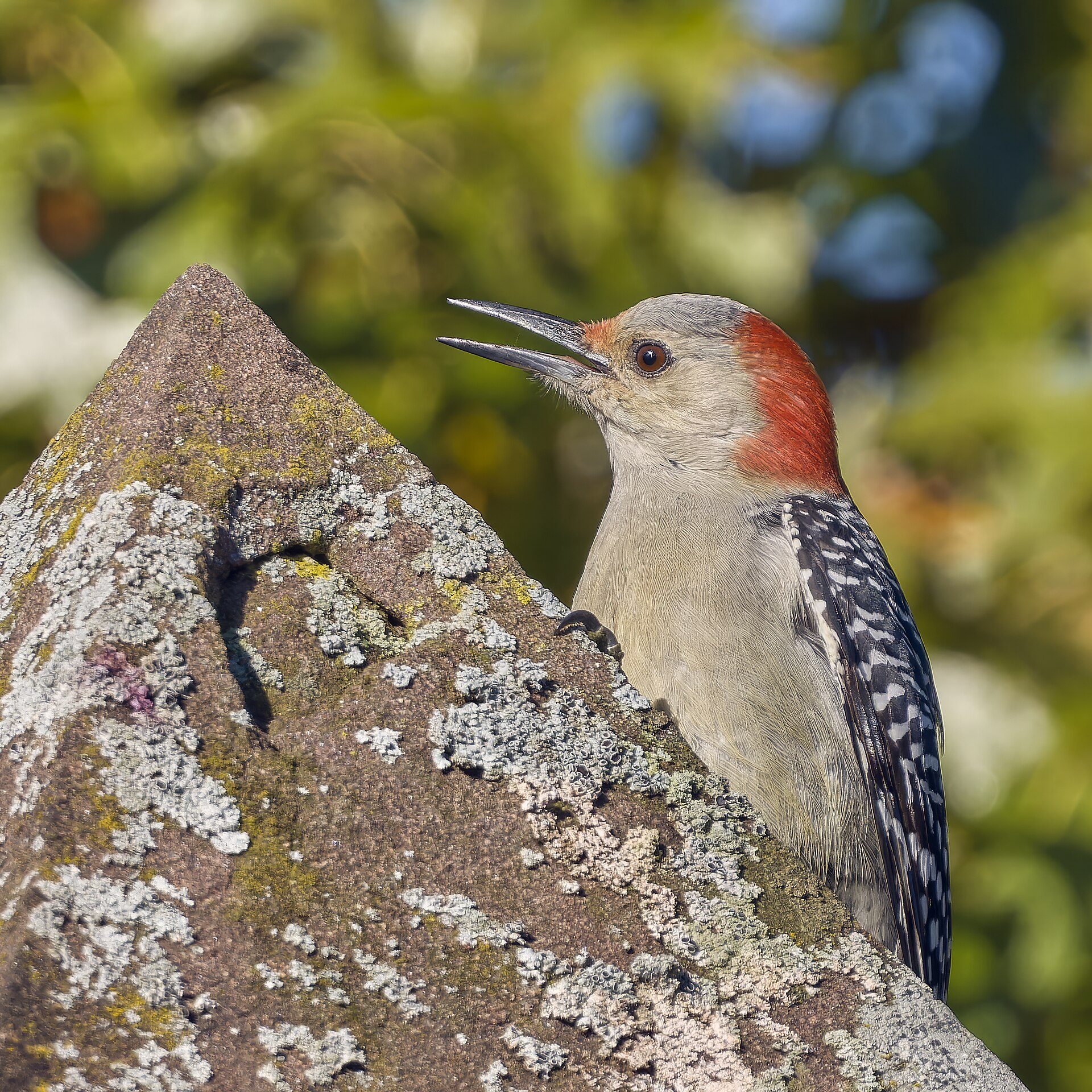 Red-bellied Woodpecker ()