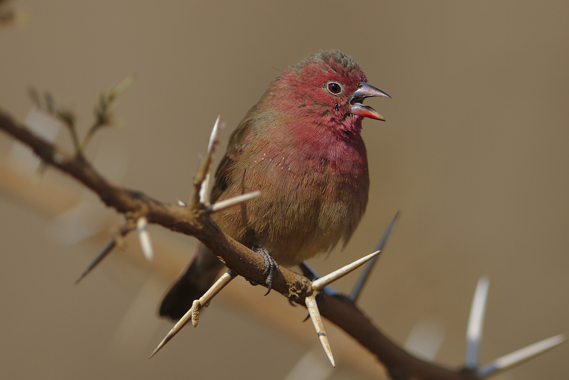 Red-billed Firefinch (Lagonosticta senegala)