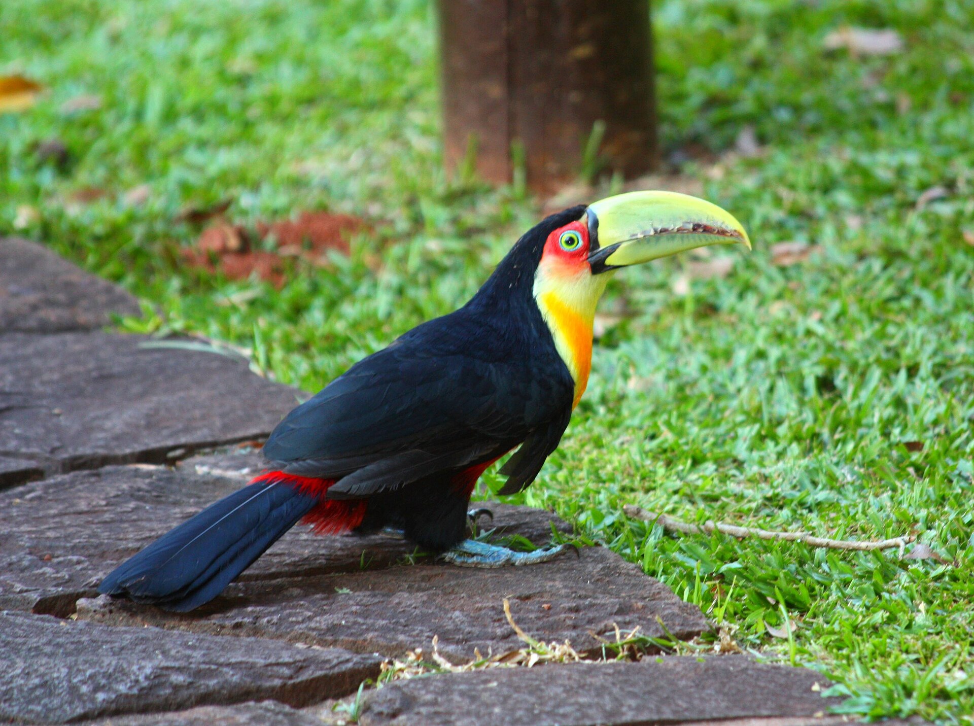 Red-billed Toucan (Ramphastos dicolorus)