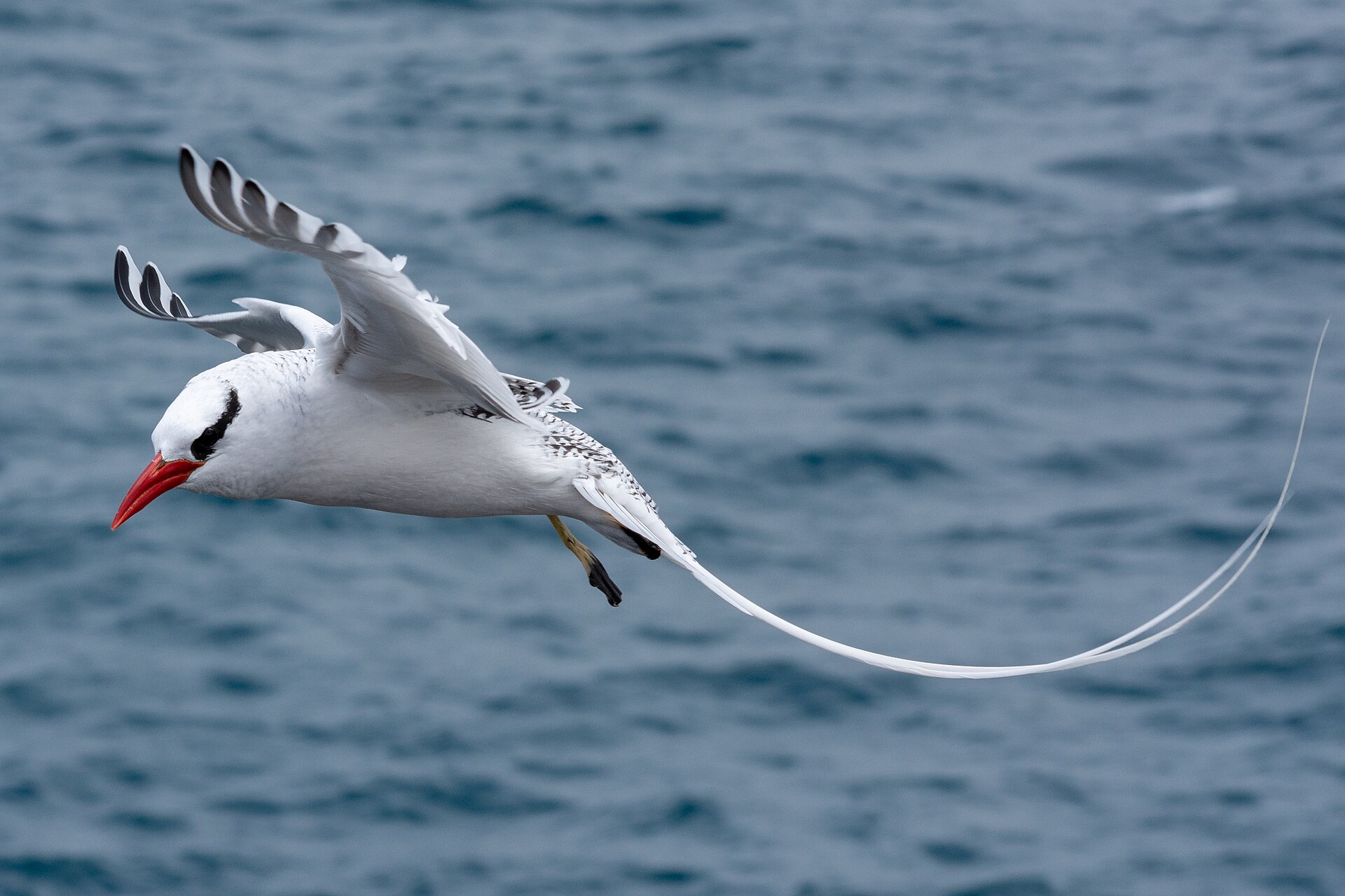 Red-billed Tropicbird (Phaethon aethereus)