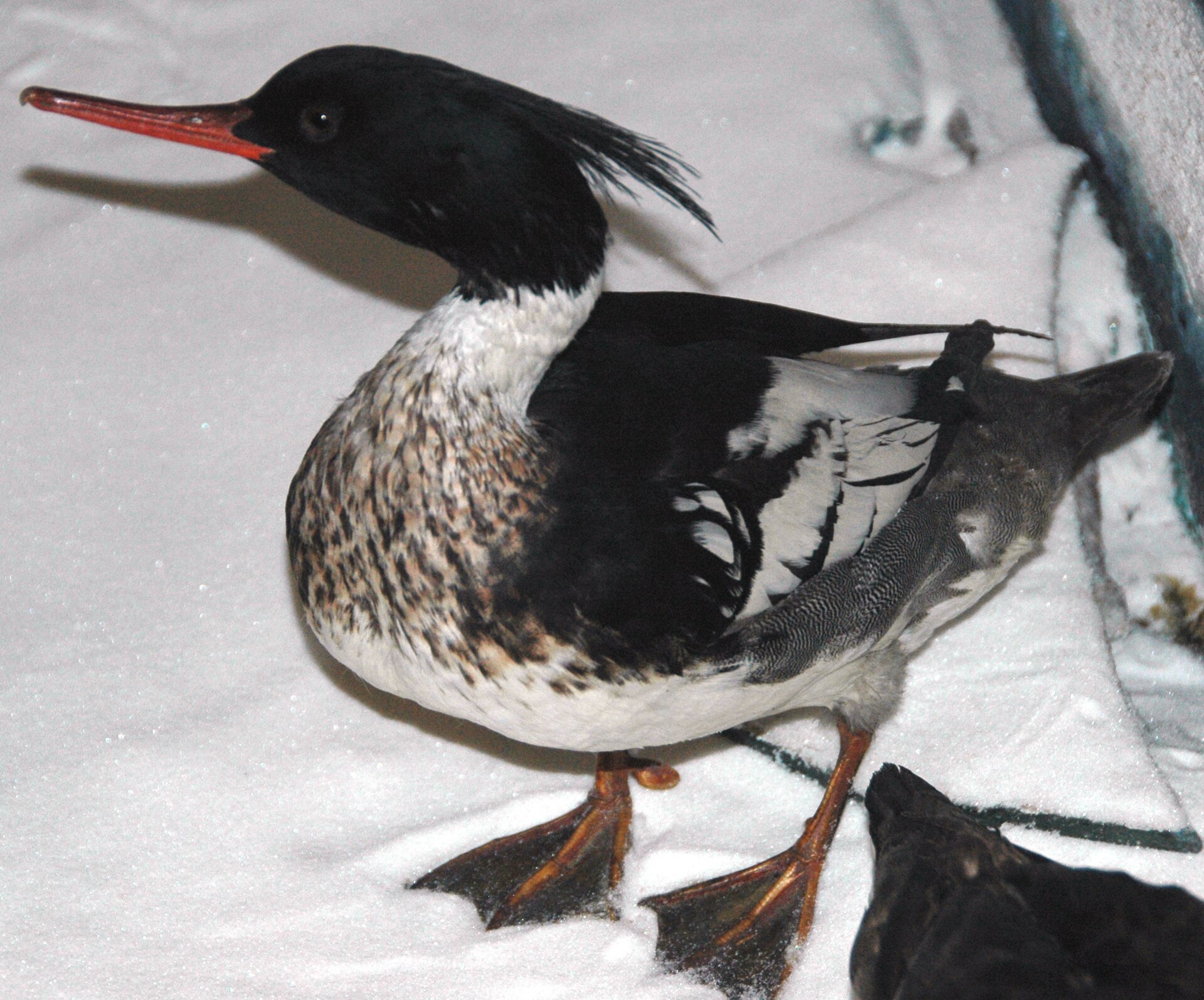 Red-breasted Merganser (Mergus serrator)