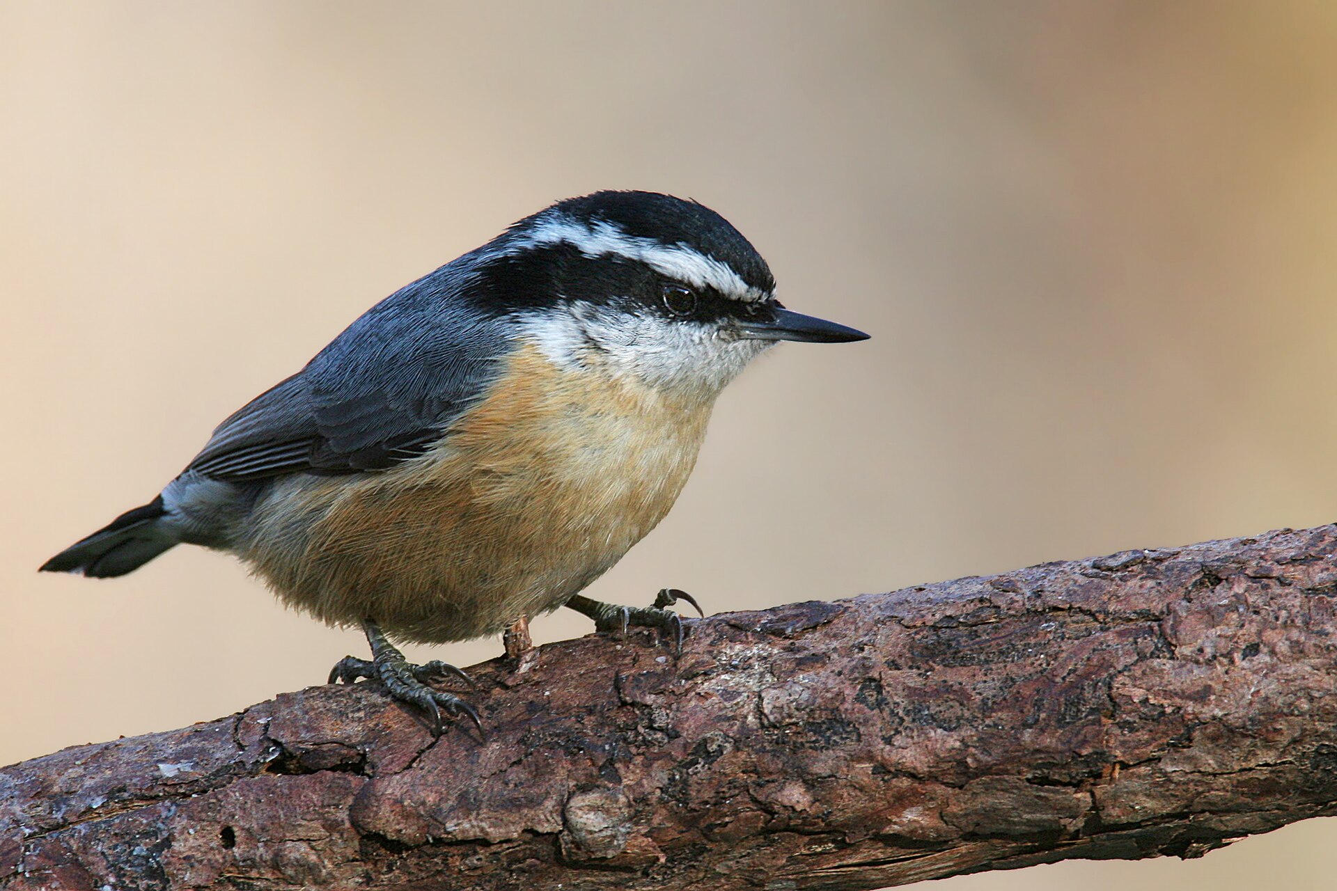 Red-Breasted Nuthatch (Sitta canadensis)