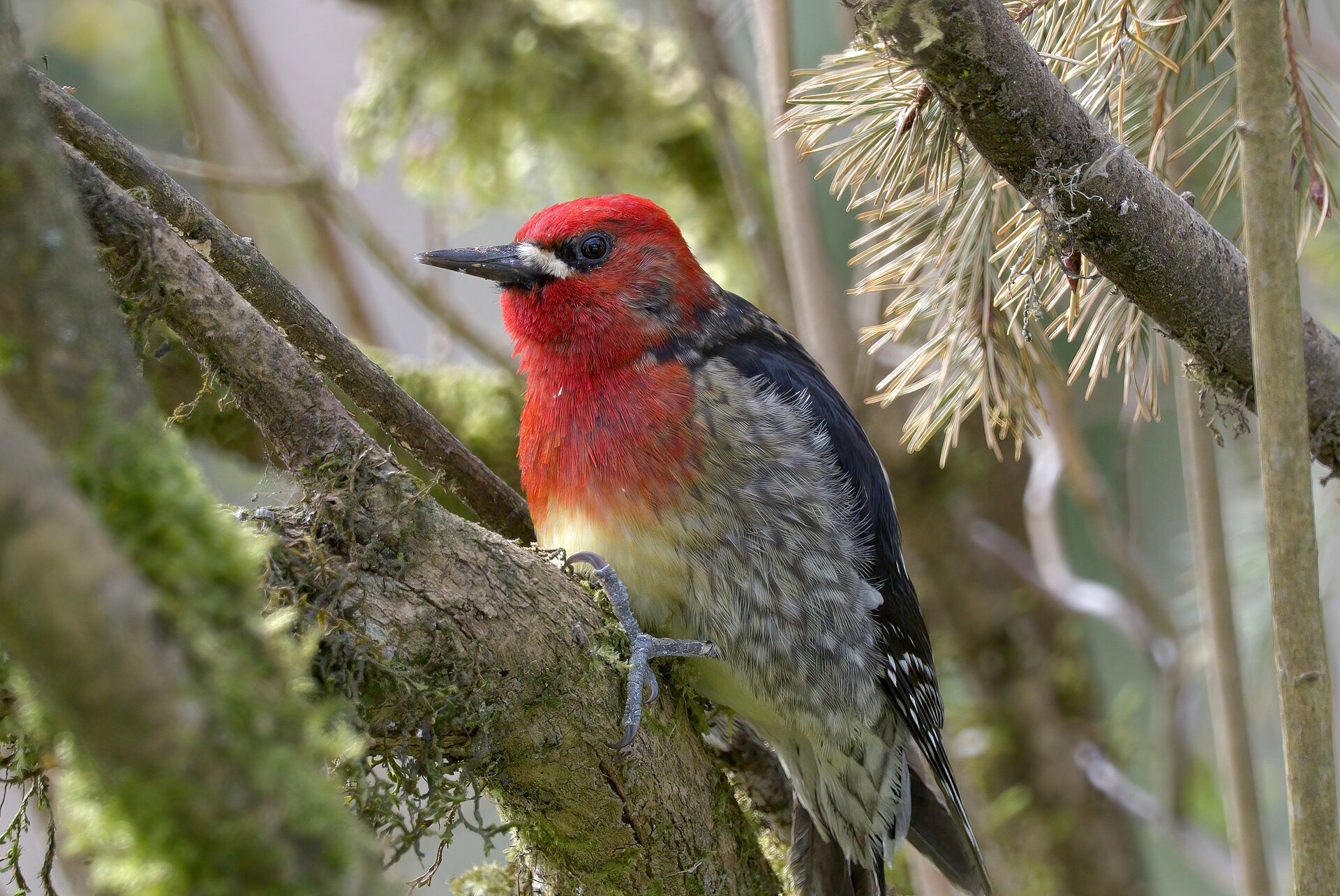 red breasted sapsucker range