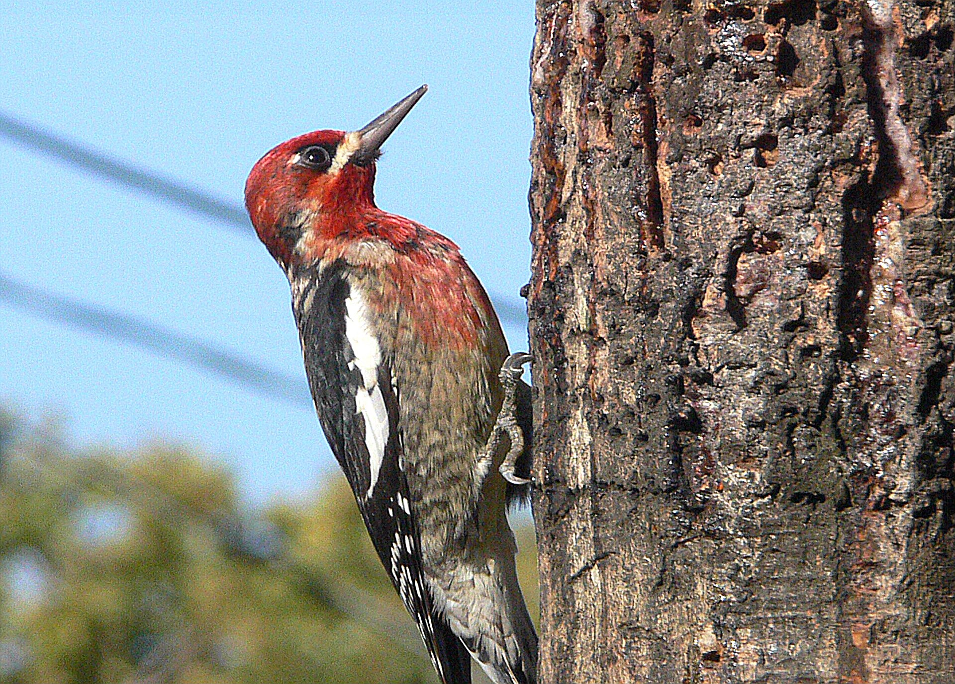 Red-breasted Sapsucker ()