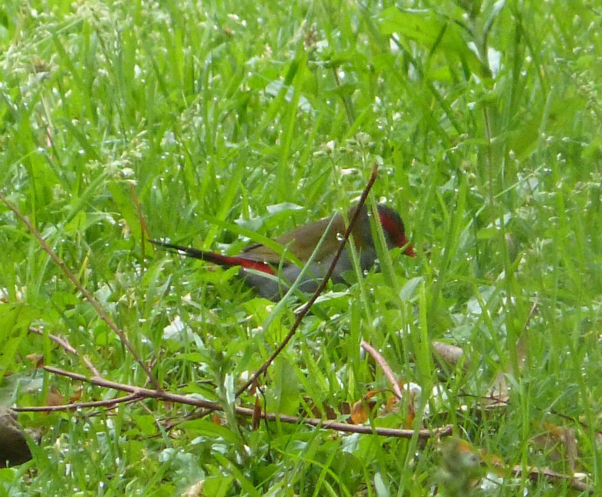 Red-Browed Finch ()