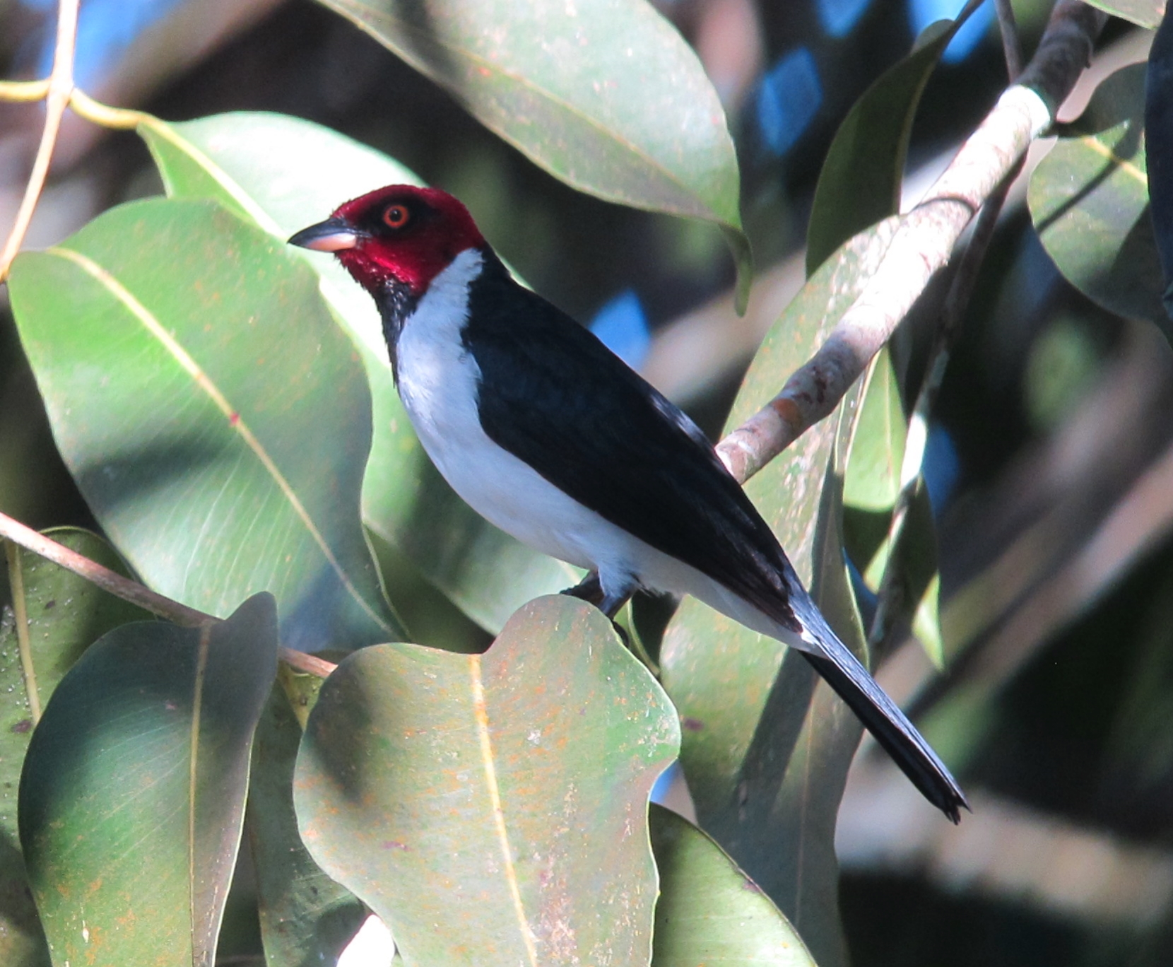 Red-capped Cardinal Red-capped Cardinal (Paroaria gularis)