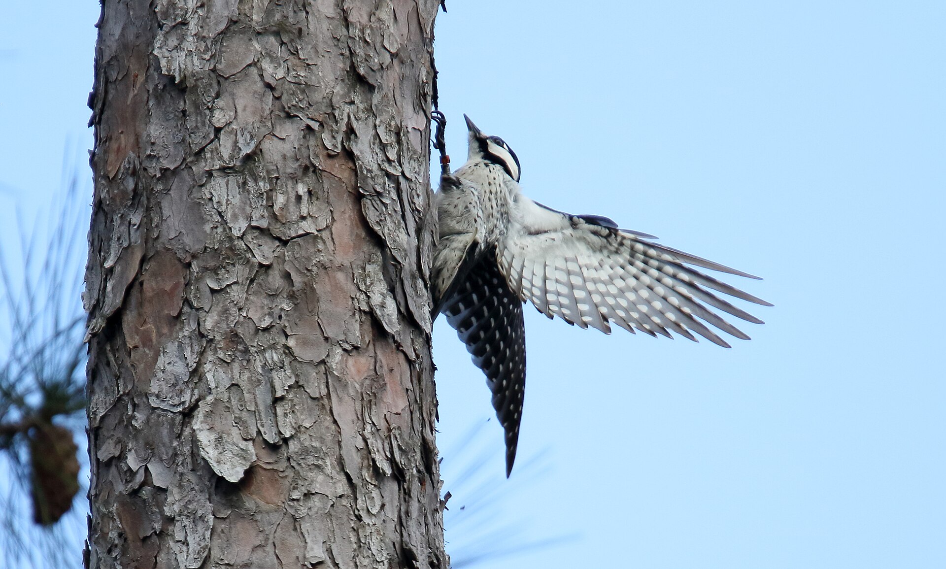 Red-Cockaded Woodpecker (Picoides borealis)