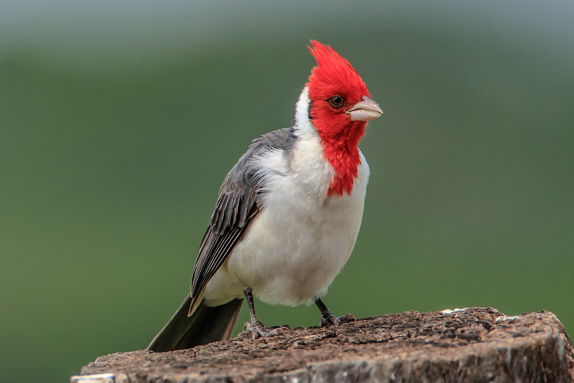 Red-Crested Cardinal (Paroaria coronata)