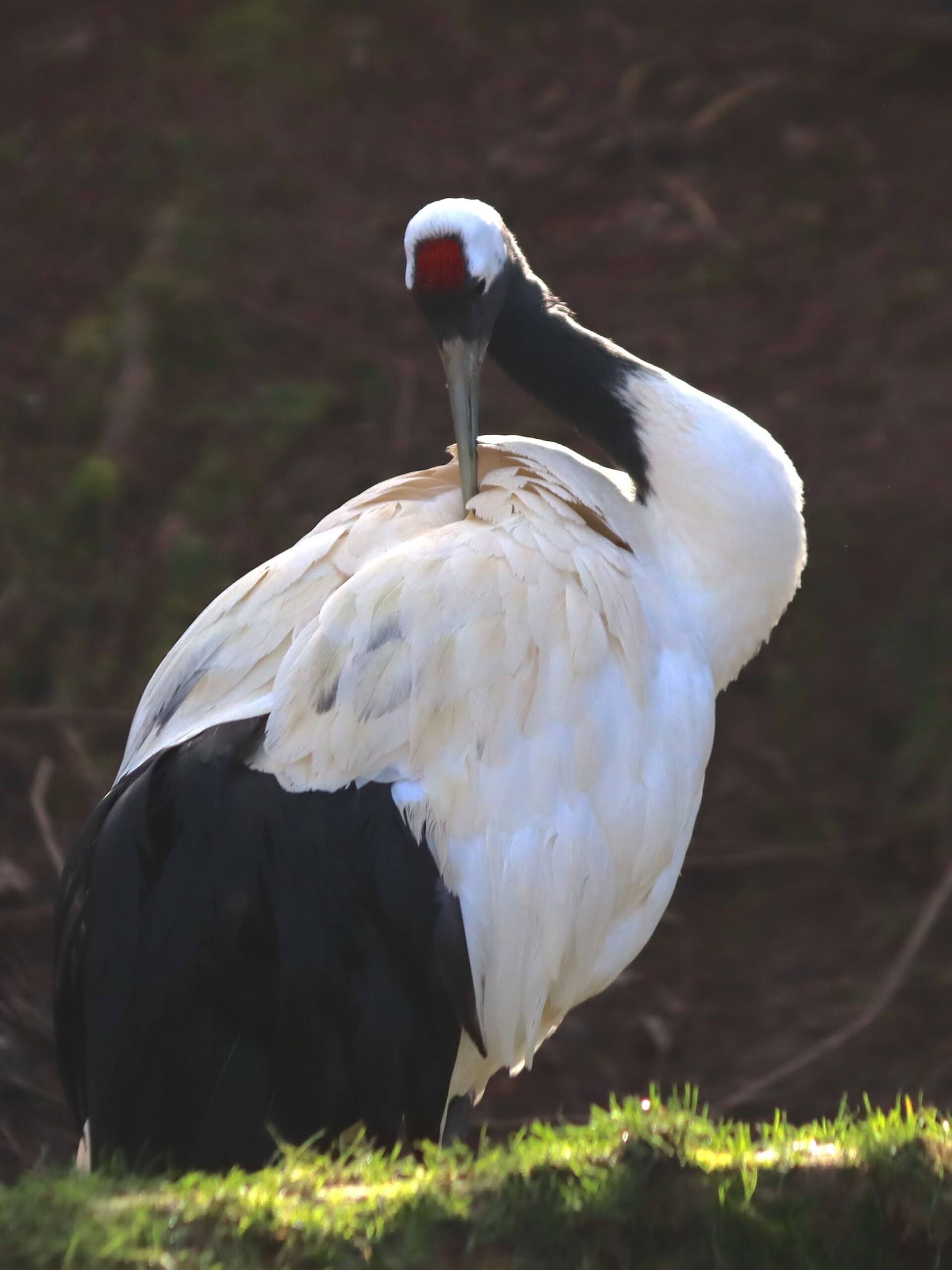 Red-crowned Crane ()