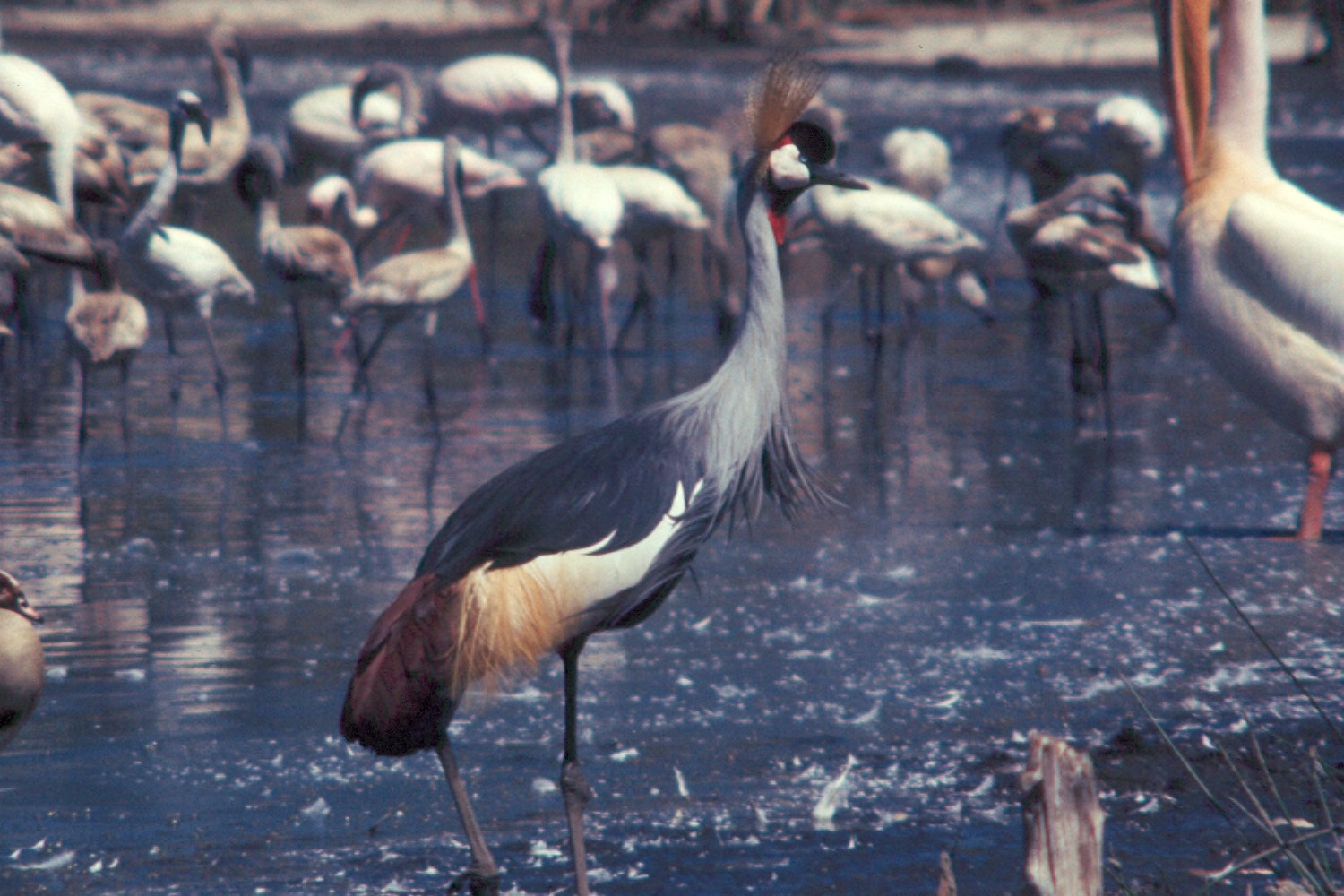 Red-crowned Crane Habitat ()