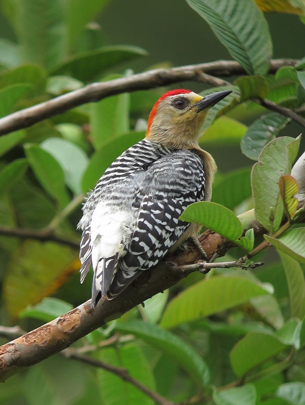 Red-crowned Woodpecker (Melanerpes rubricapillus)