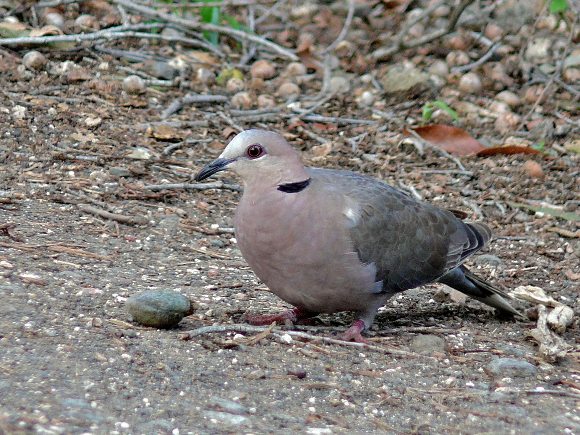 Red-eyed Dove (Streptopelia semitorquata)