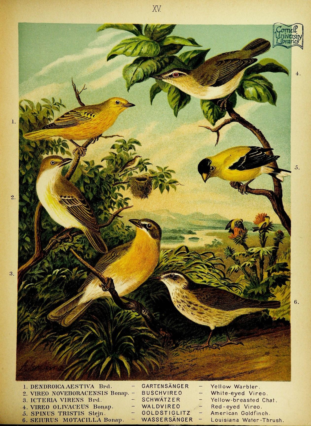 Red-Eyed Vireo Song ()