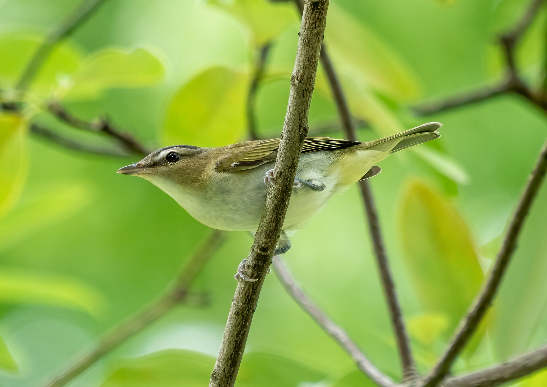Red-eyed Vireo ()