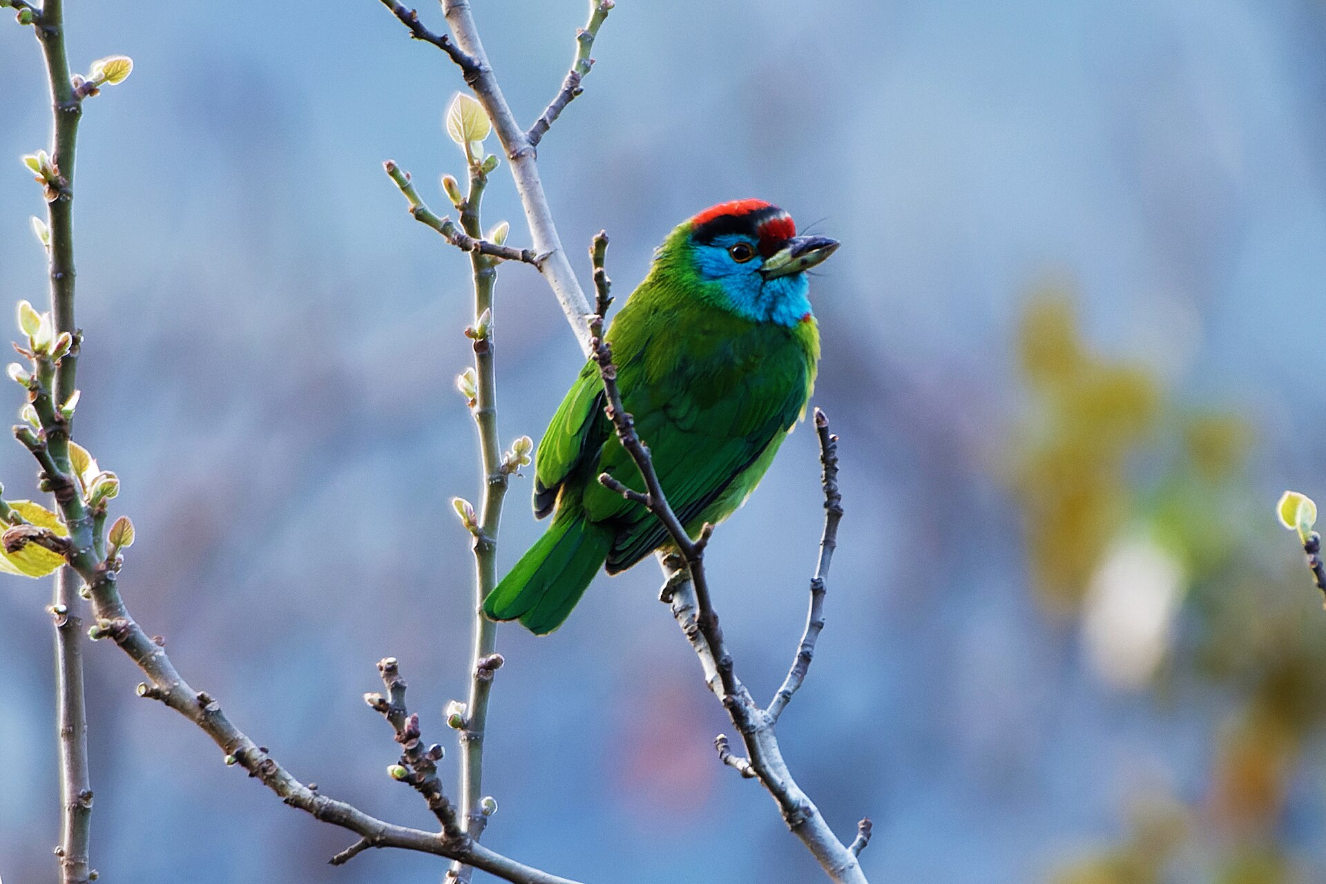 Red-faced Barbet ()