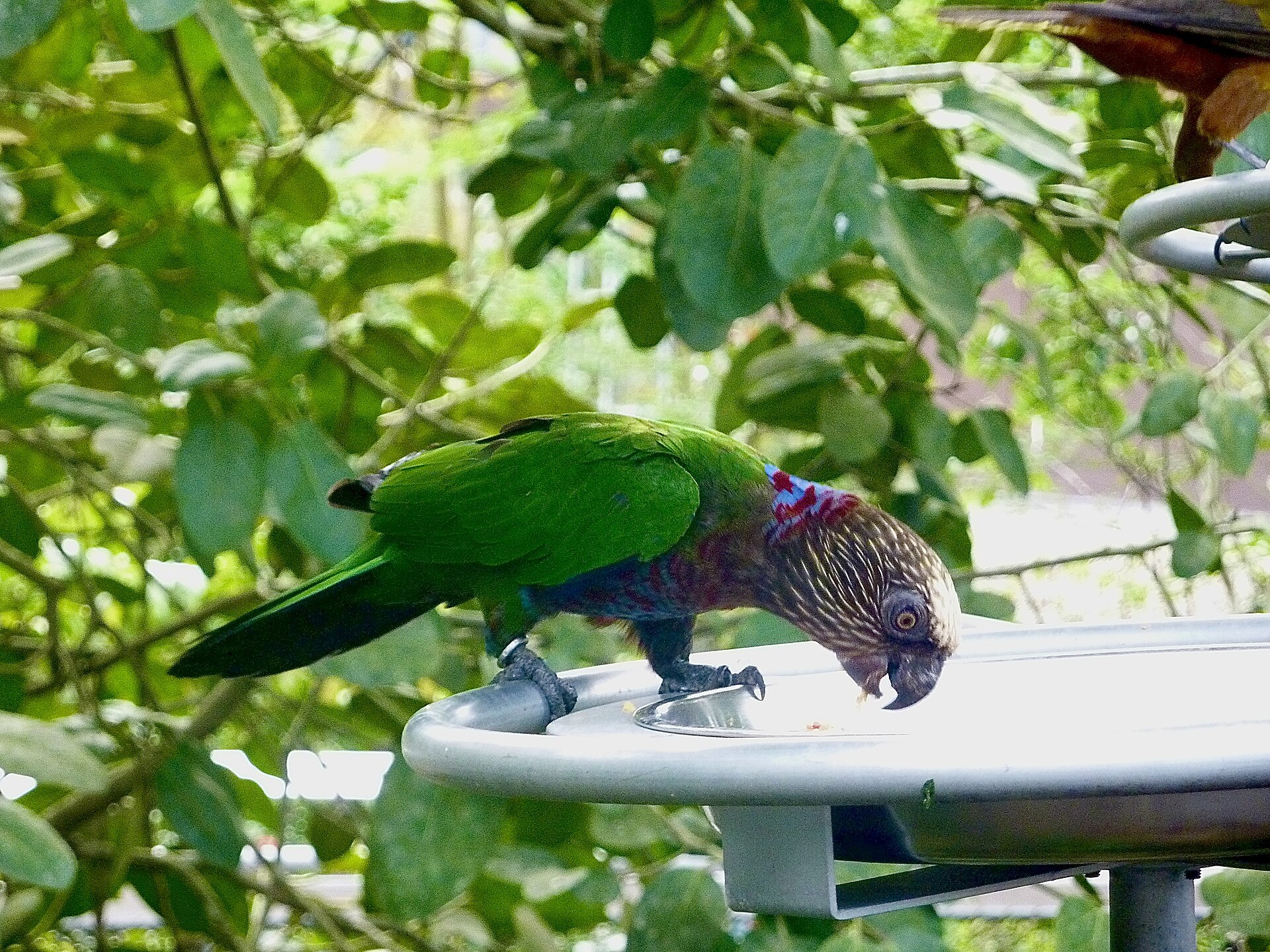 Red-fan Parrot ()
