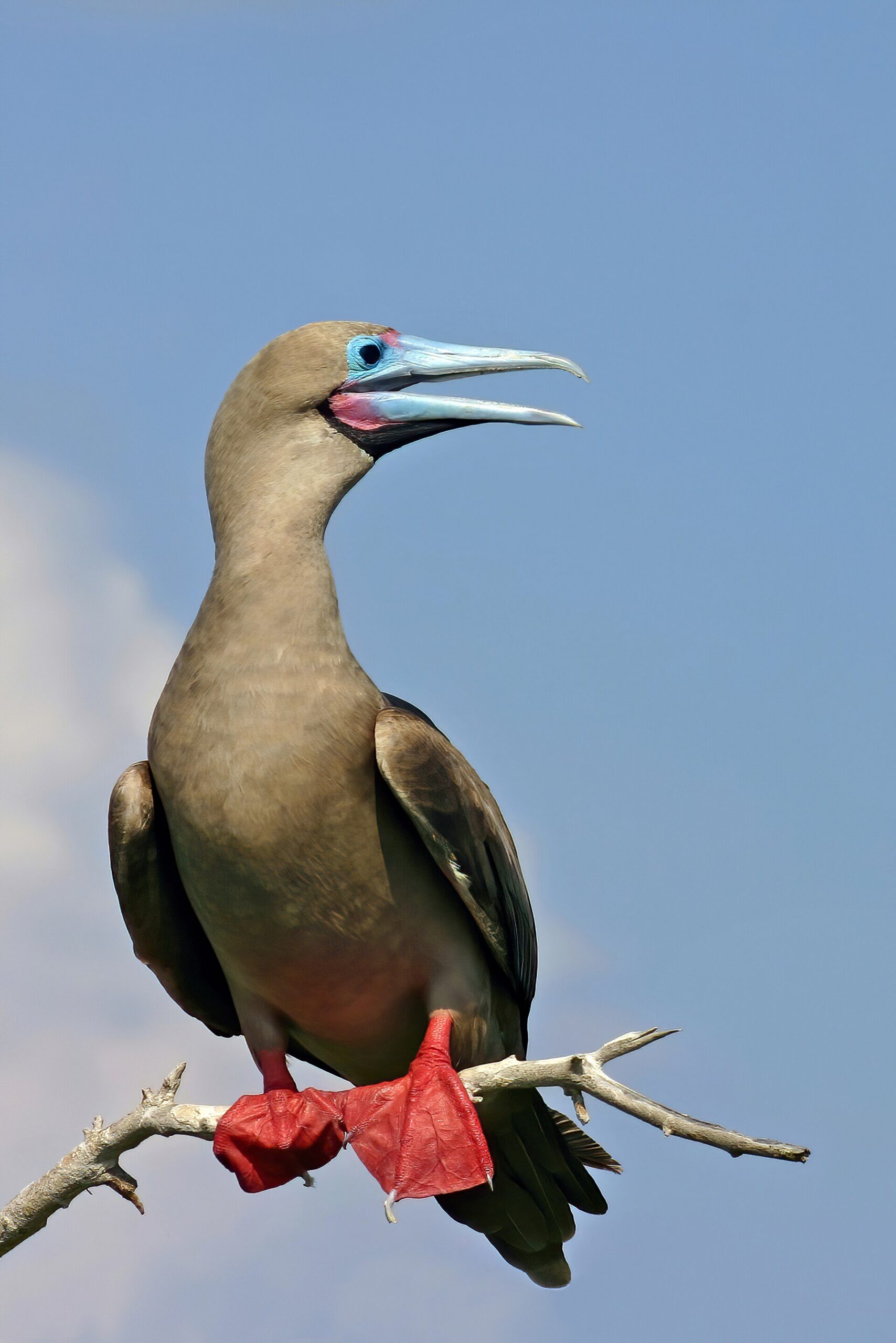 Red-Footed Booby Red-Footed Booby (Sula sula)
