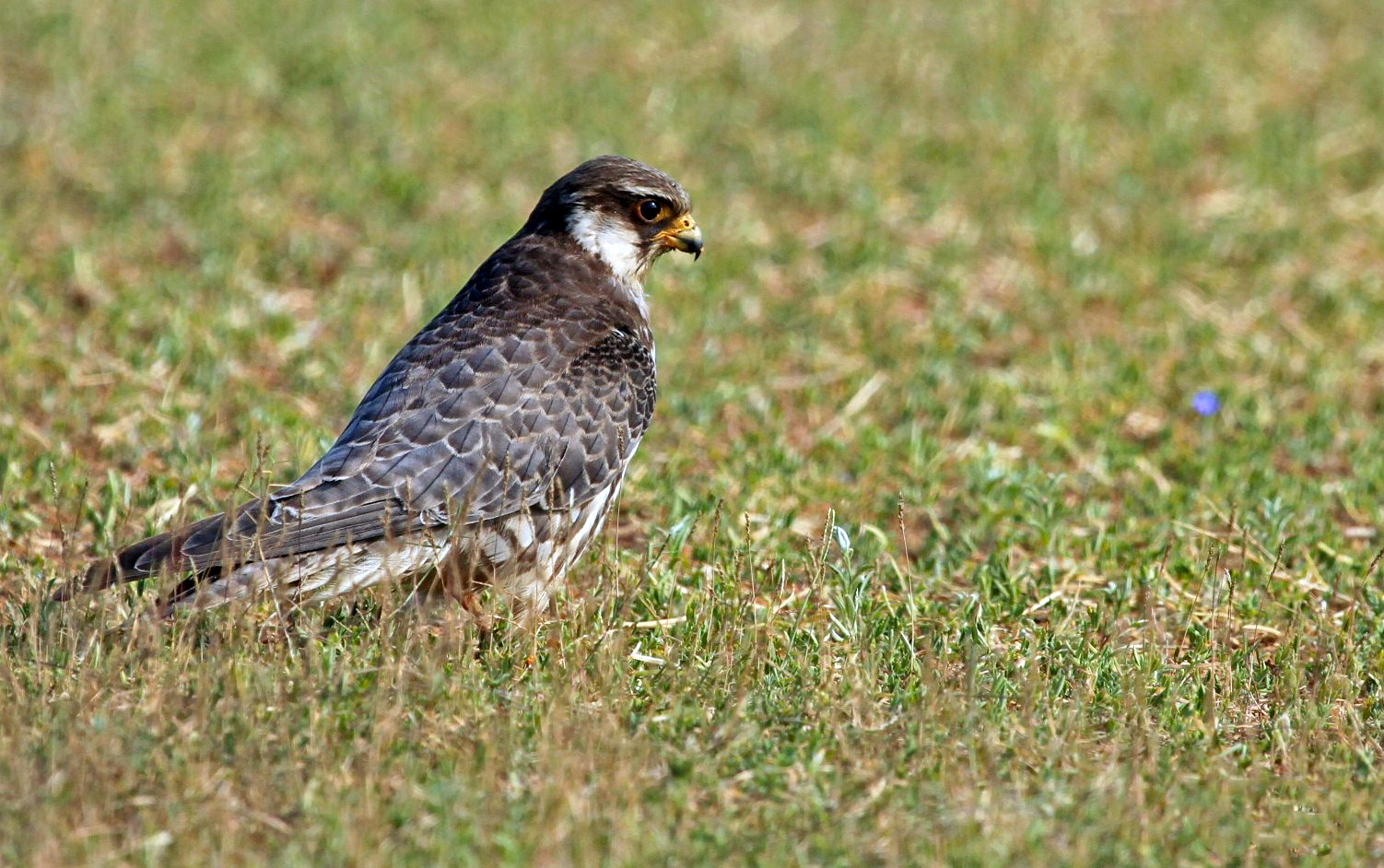 red footed falcon migration