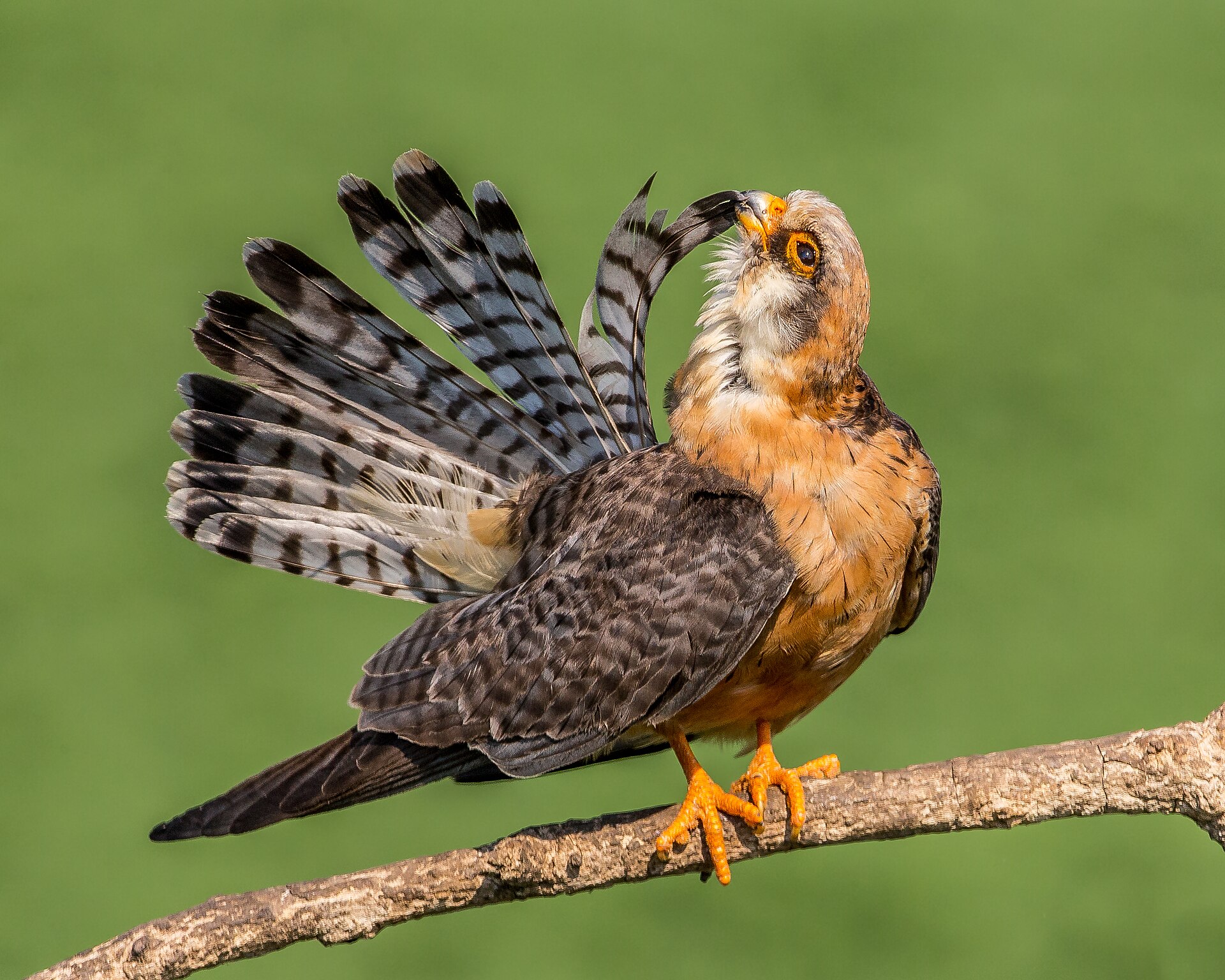 Red-footed Falcon (Falco vespertinus)