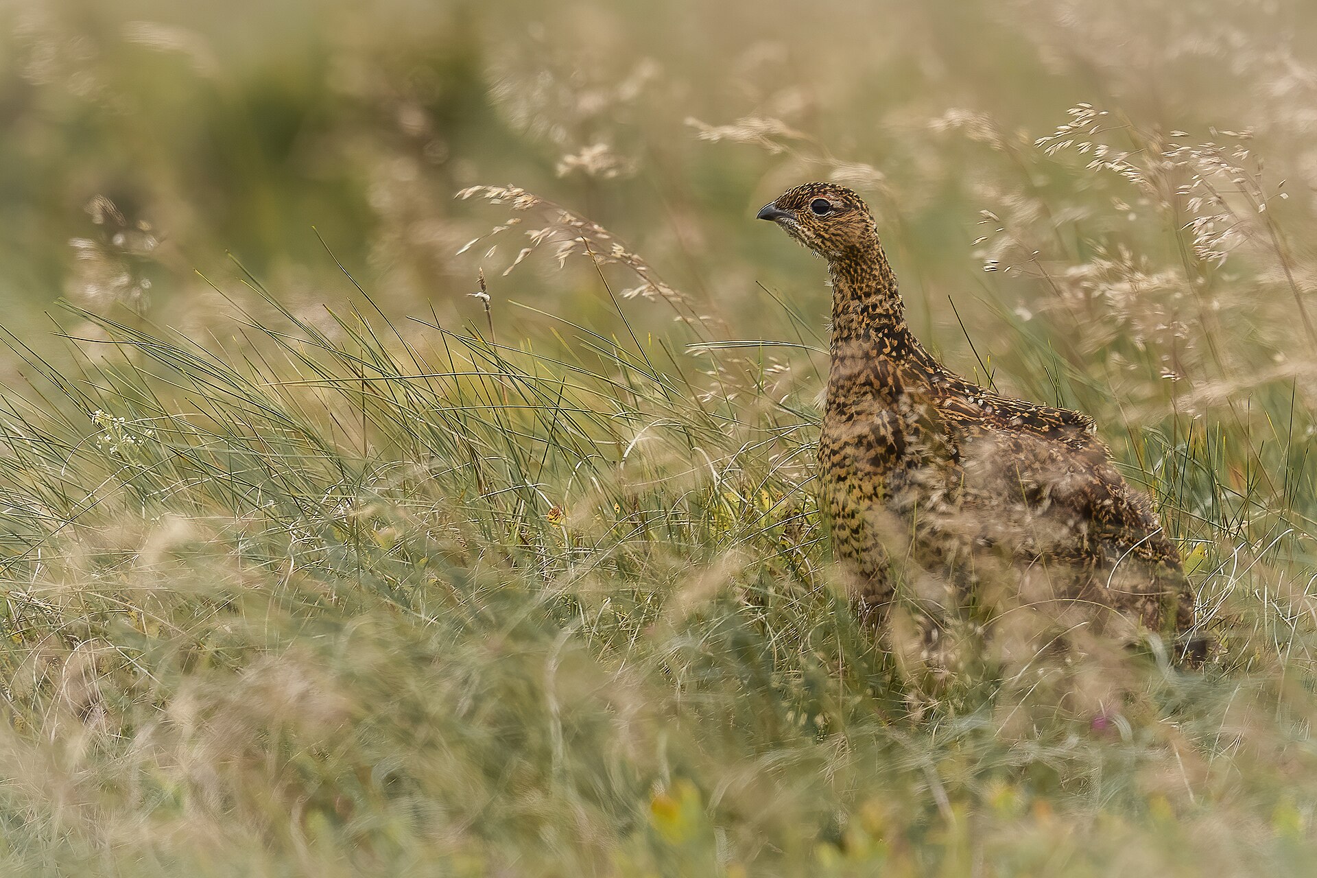 Red Grouse (Lagopus lagopus)