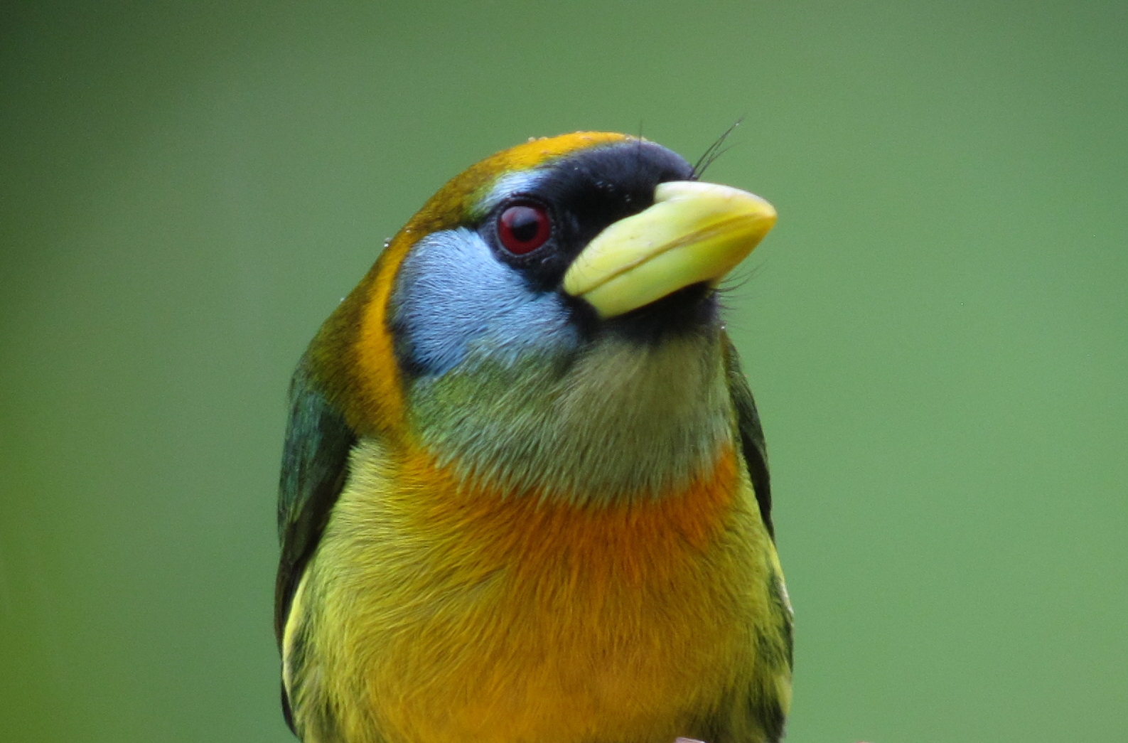 Red-headed Barbet ()