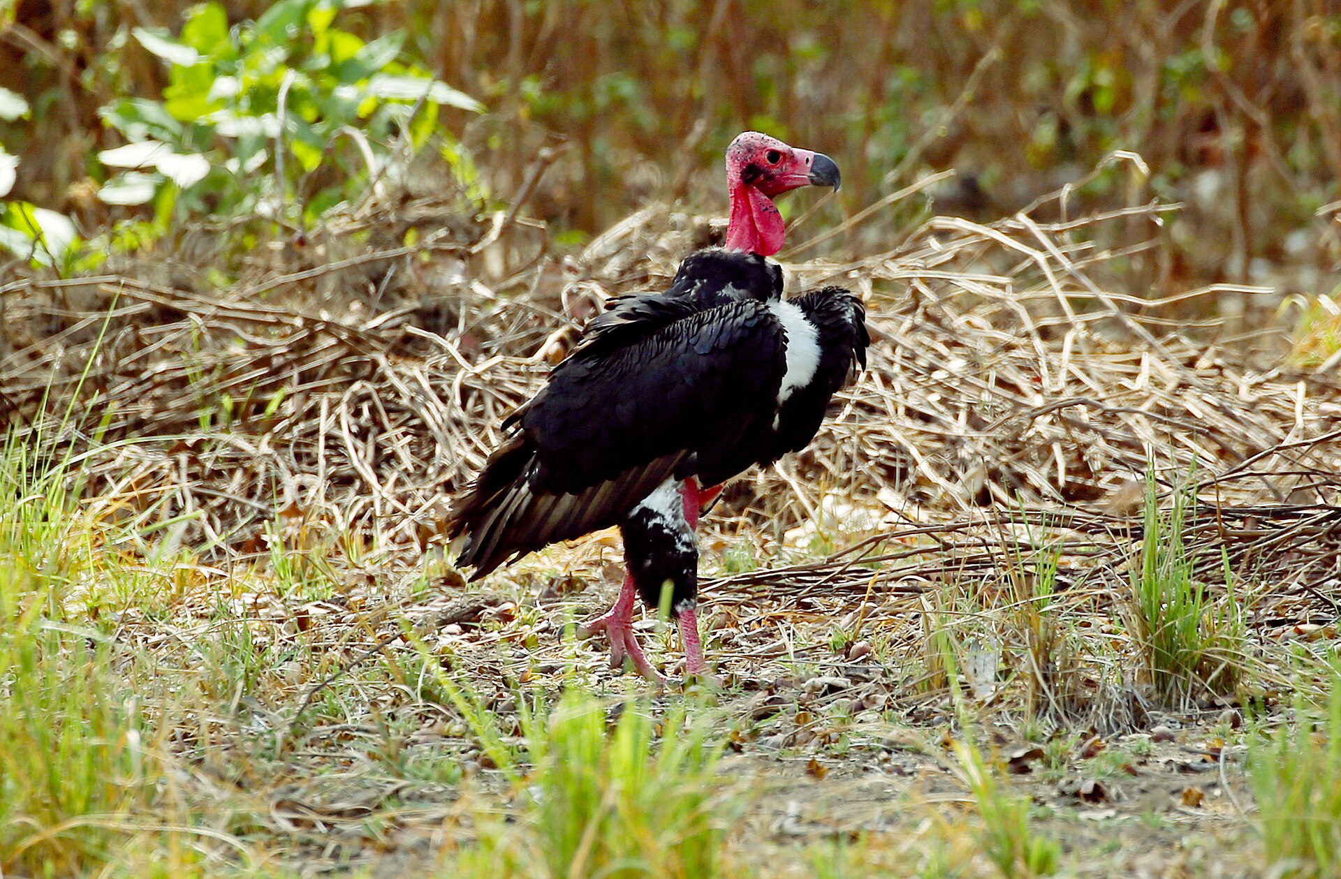 Red-headed Vulture (Sarcogyps calvus)