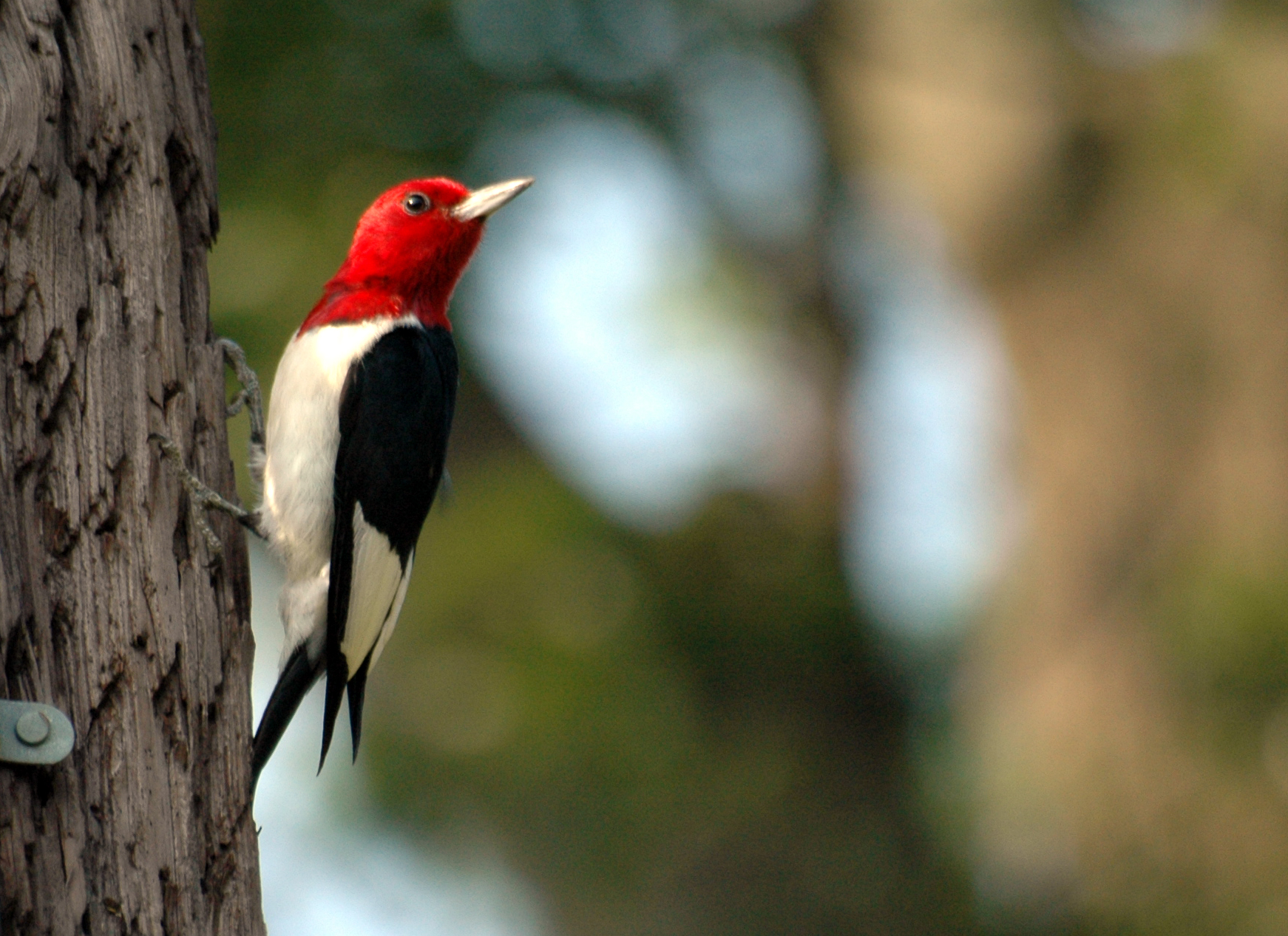 Red-Headed Woodpecker Red-Headed Woodpecker ()