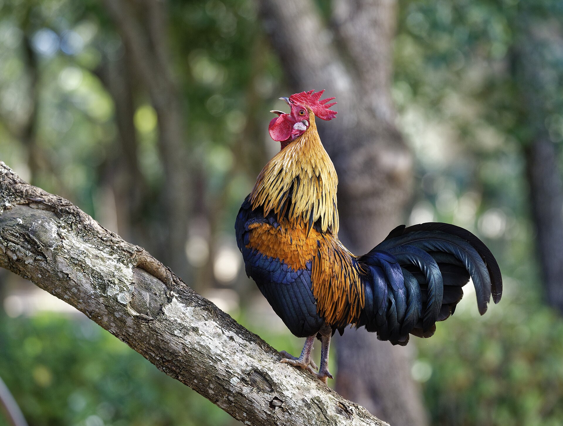 Red Junglefowl (Gallus gallus)