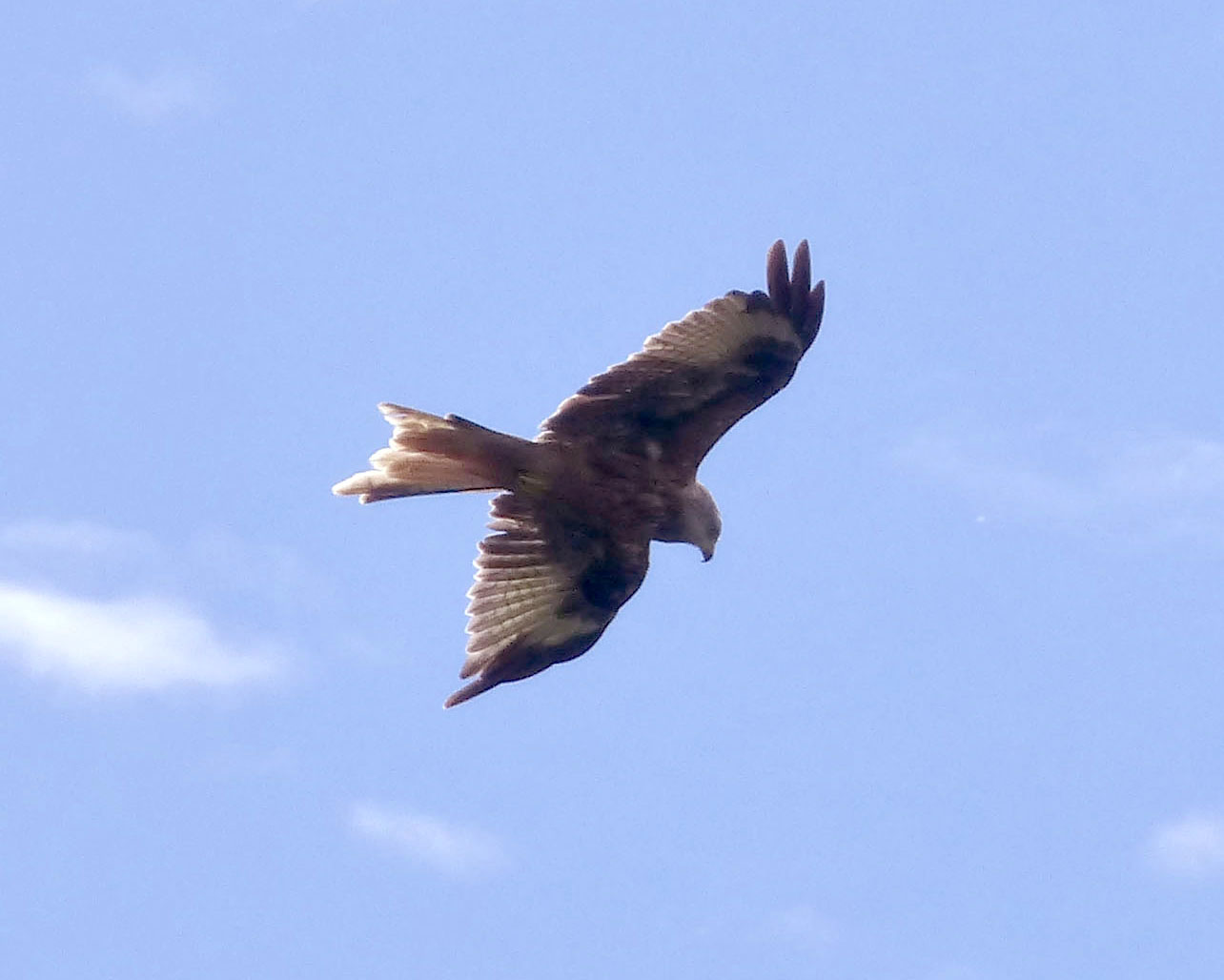 Red Kite Red Kite (Milvus milvus)