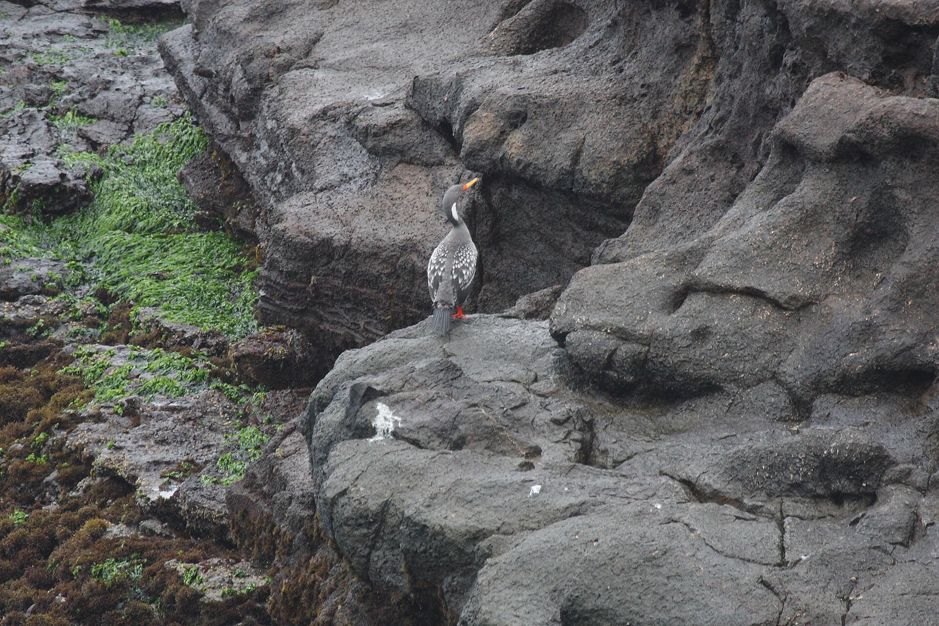 Red-legged Cormorant Red-legged Cormorant (Poikilocarbo gaimardi)