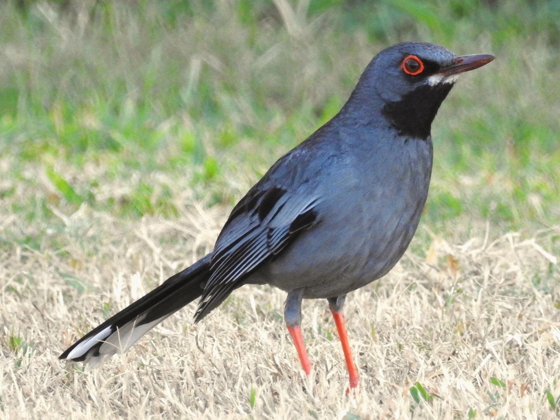 Red-legged Thrush Red-legged Thrush (Turdus plumbeus)