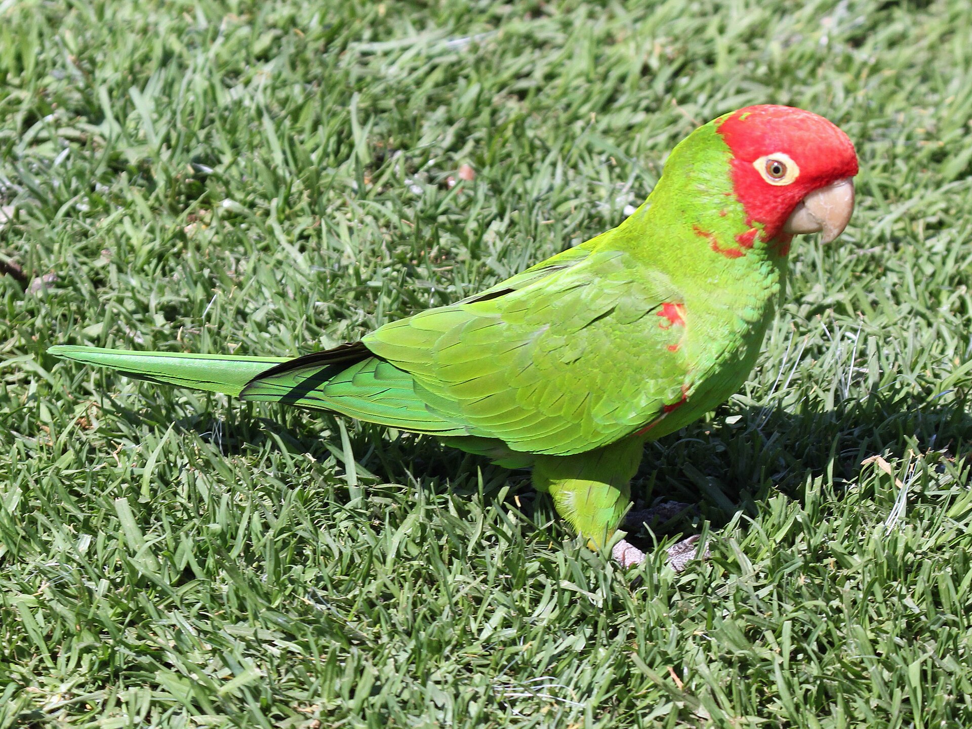 Red-Masked Conure ()