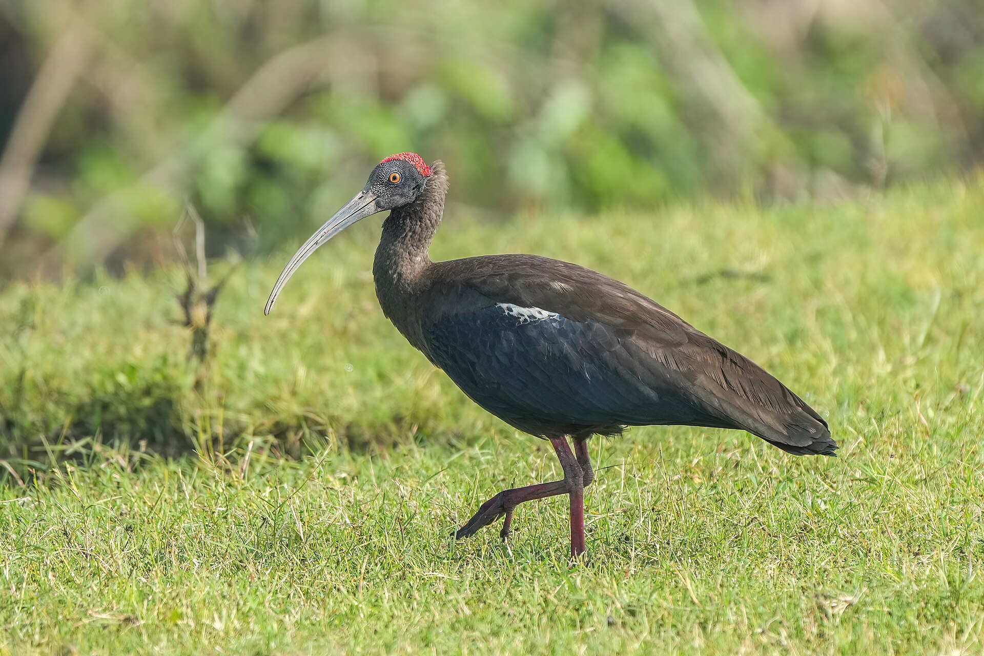 Red-naped Ibis (Pseudibis papillosa)