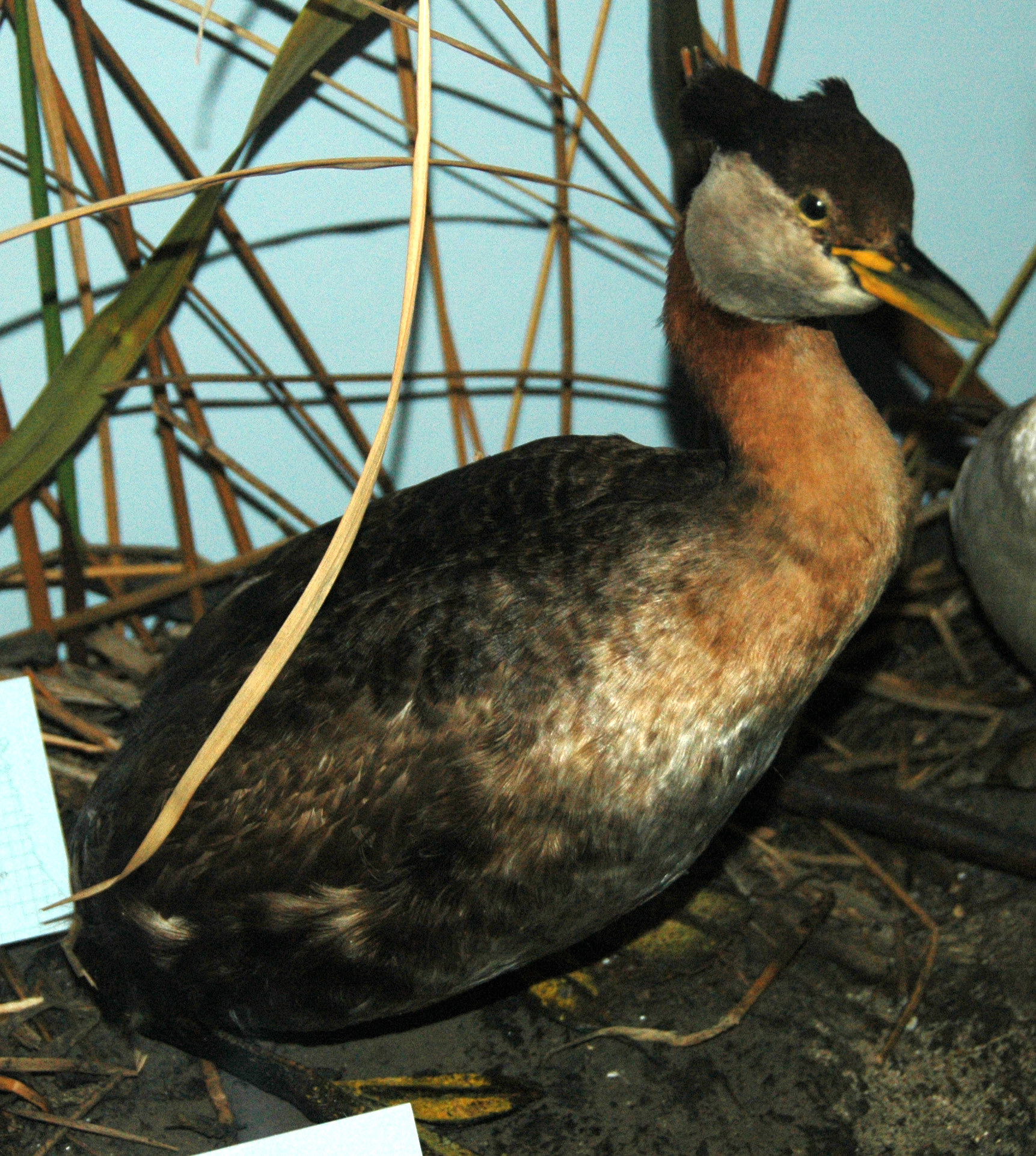 red necked grebe