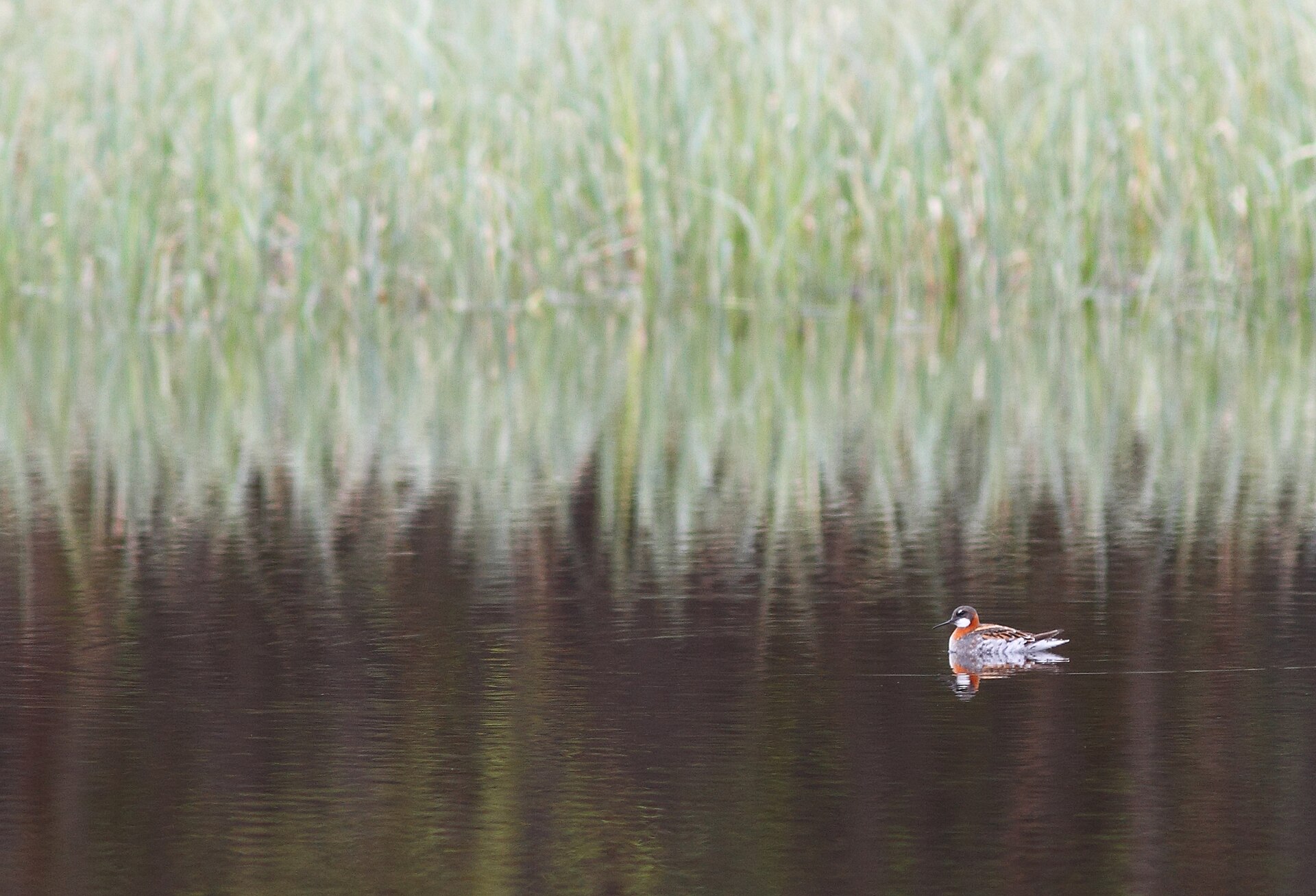 Red-necked Phalarope (Phalaropus lobatus)