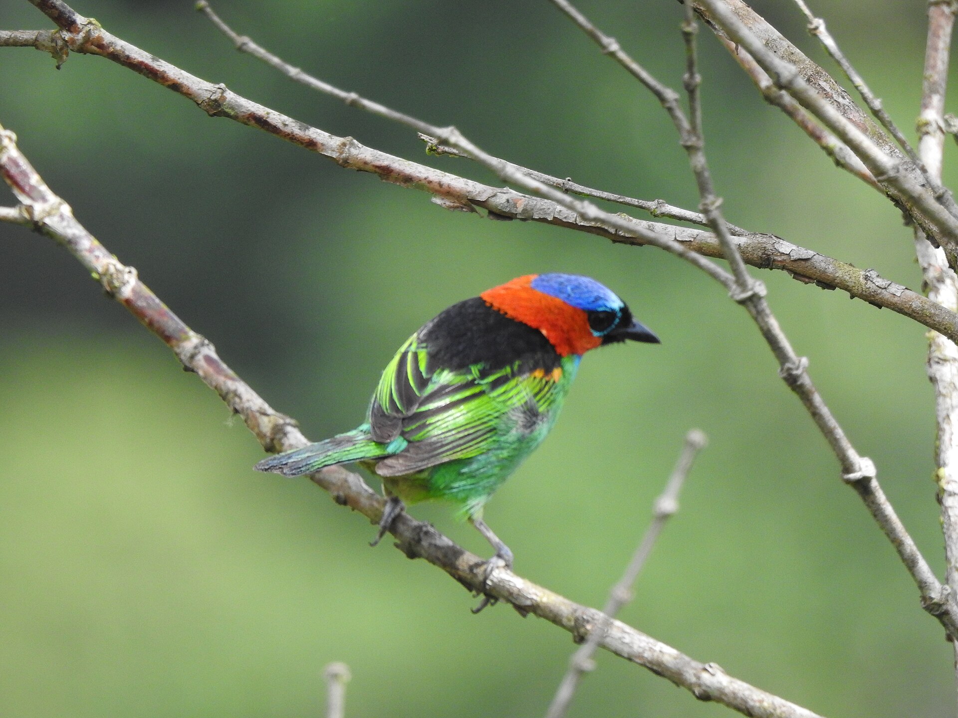 Red-Necked Tanager (Tangara cyanocephala)