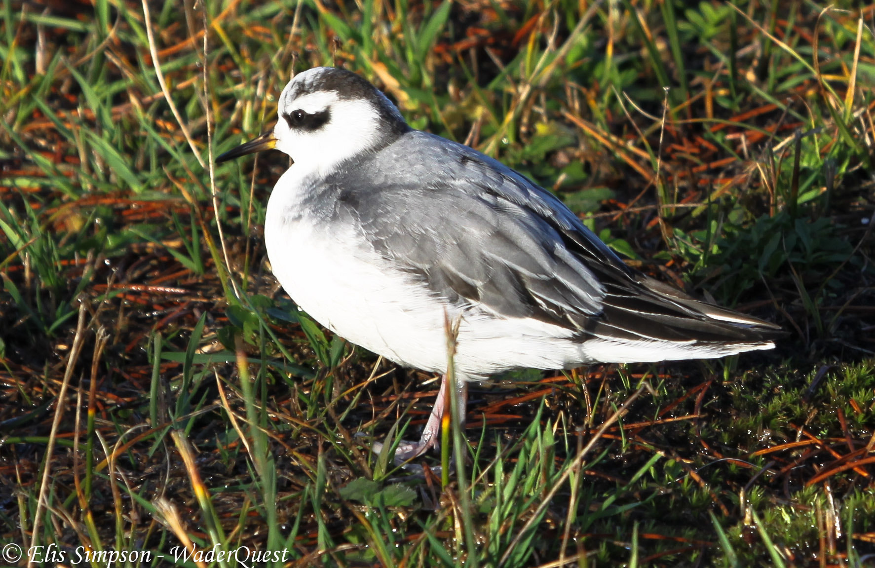 red phalarope