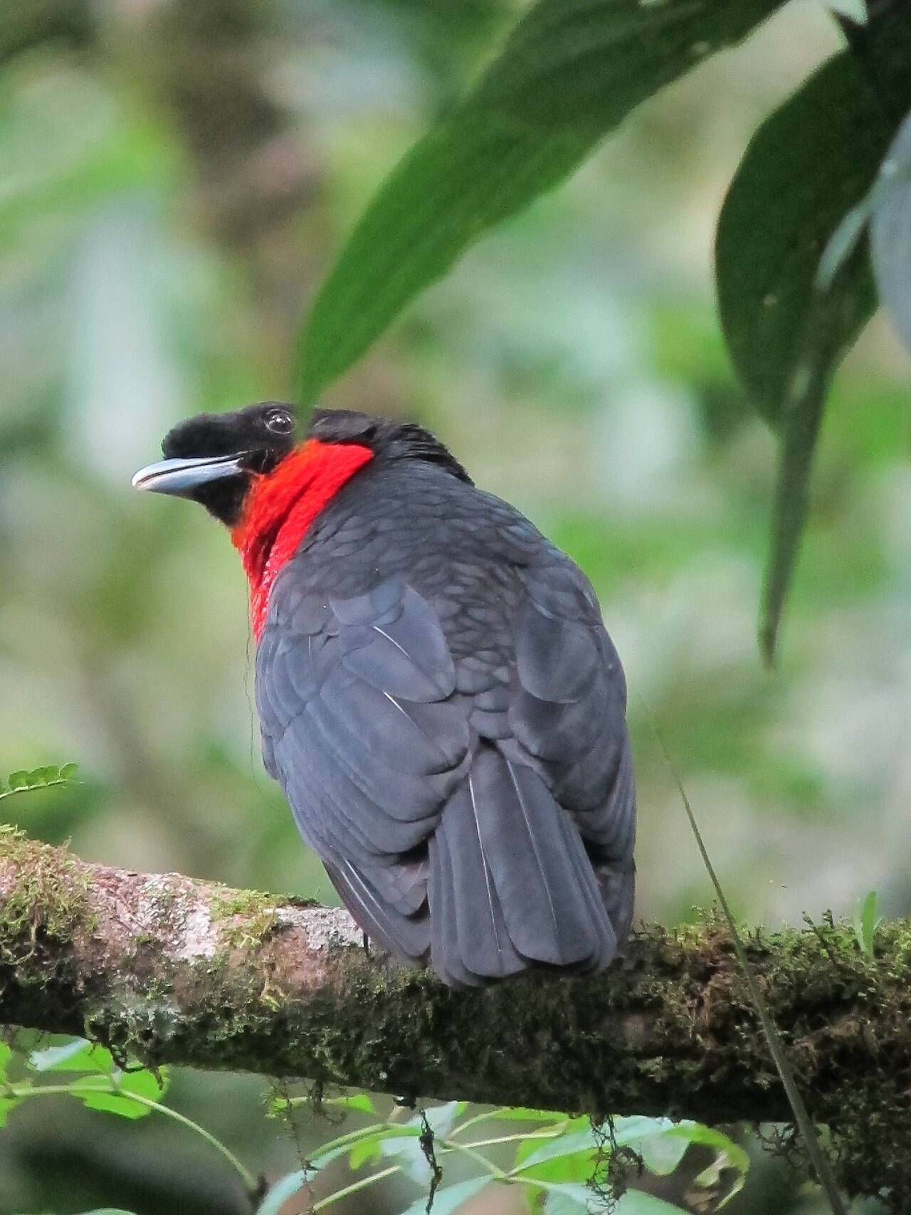 Red-Ruffed Fruitcrow (Pyroderus scutatus)