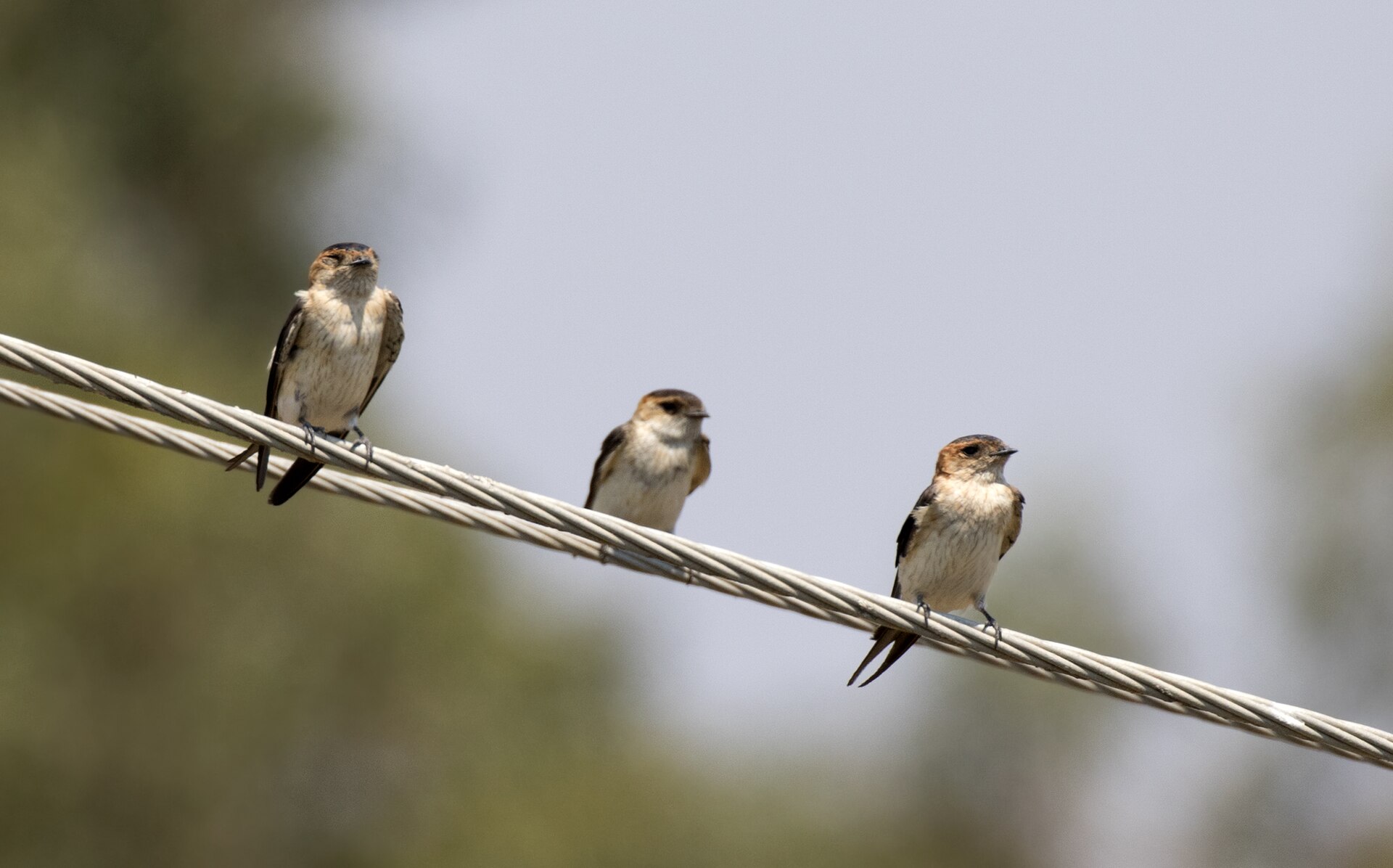 Red-rumped Swallow ()