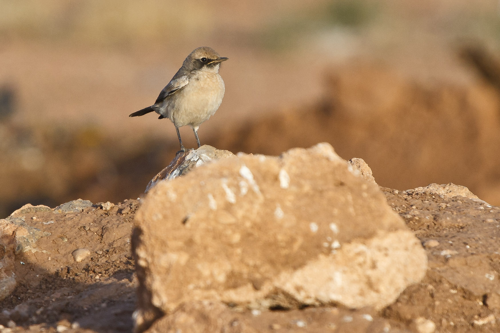 Red-rumped Wheatear Red-rumped Wheatear (Oenanthe moesta)