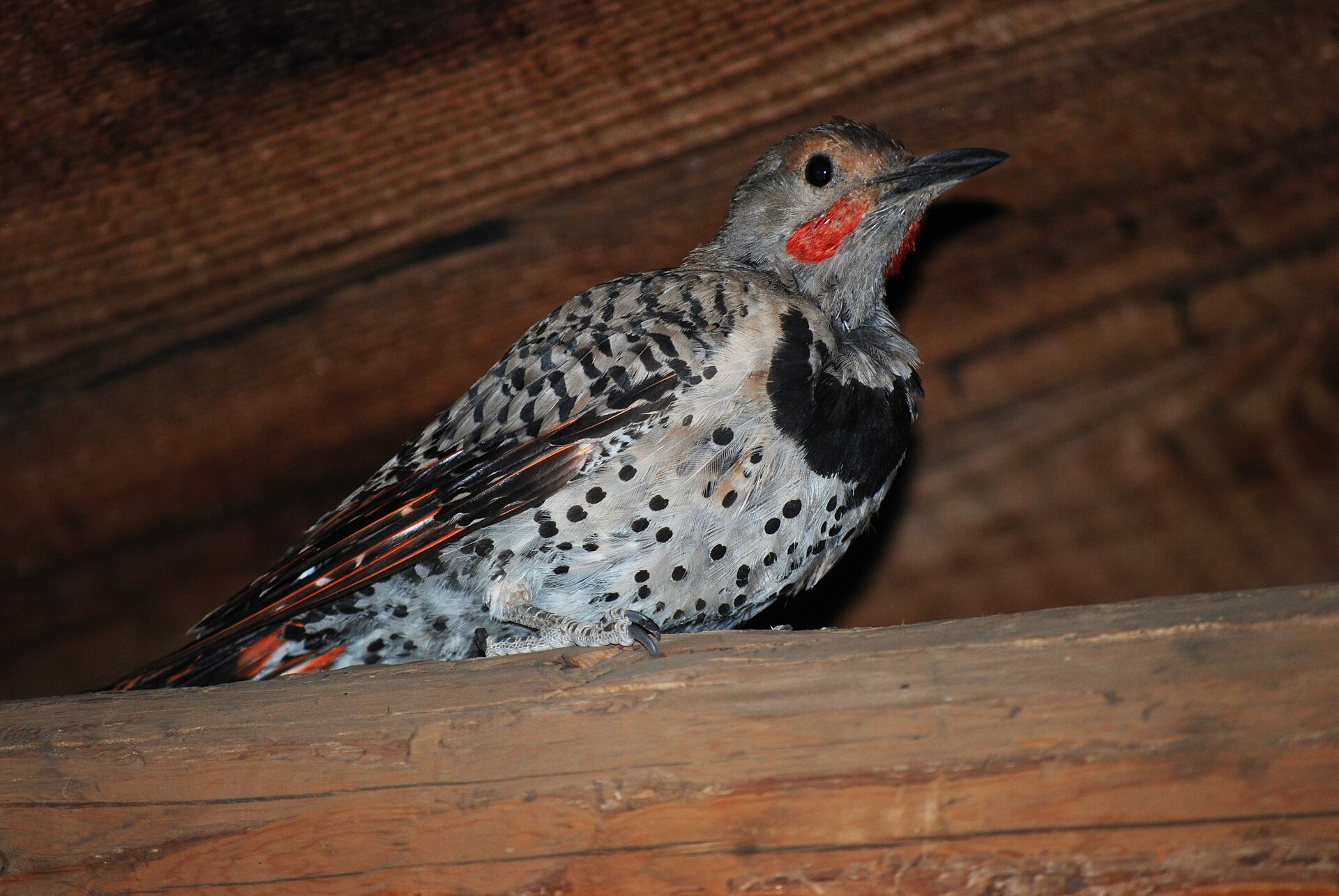 Red-shafted Northern Flicker ()