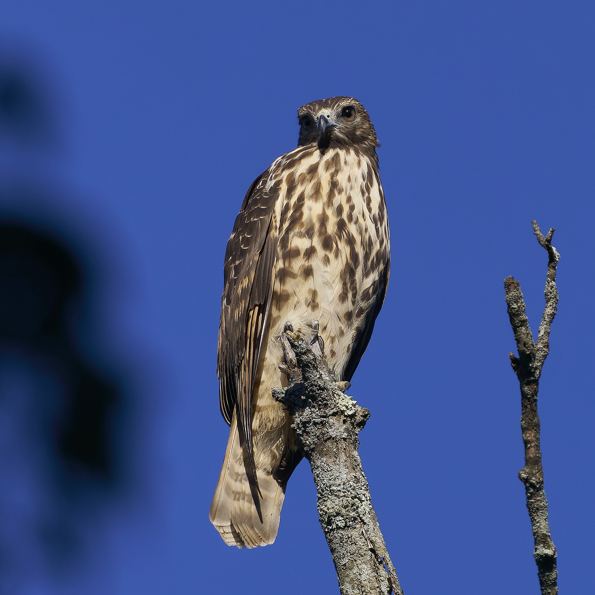 Red-shouldered Hawk (Buteo lineatus)