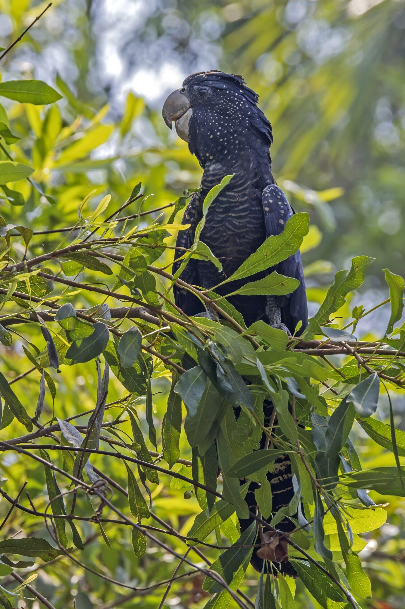 Red-tailed Black Cockatoo Red-tailed Black Cockatoo ()