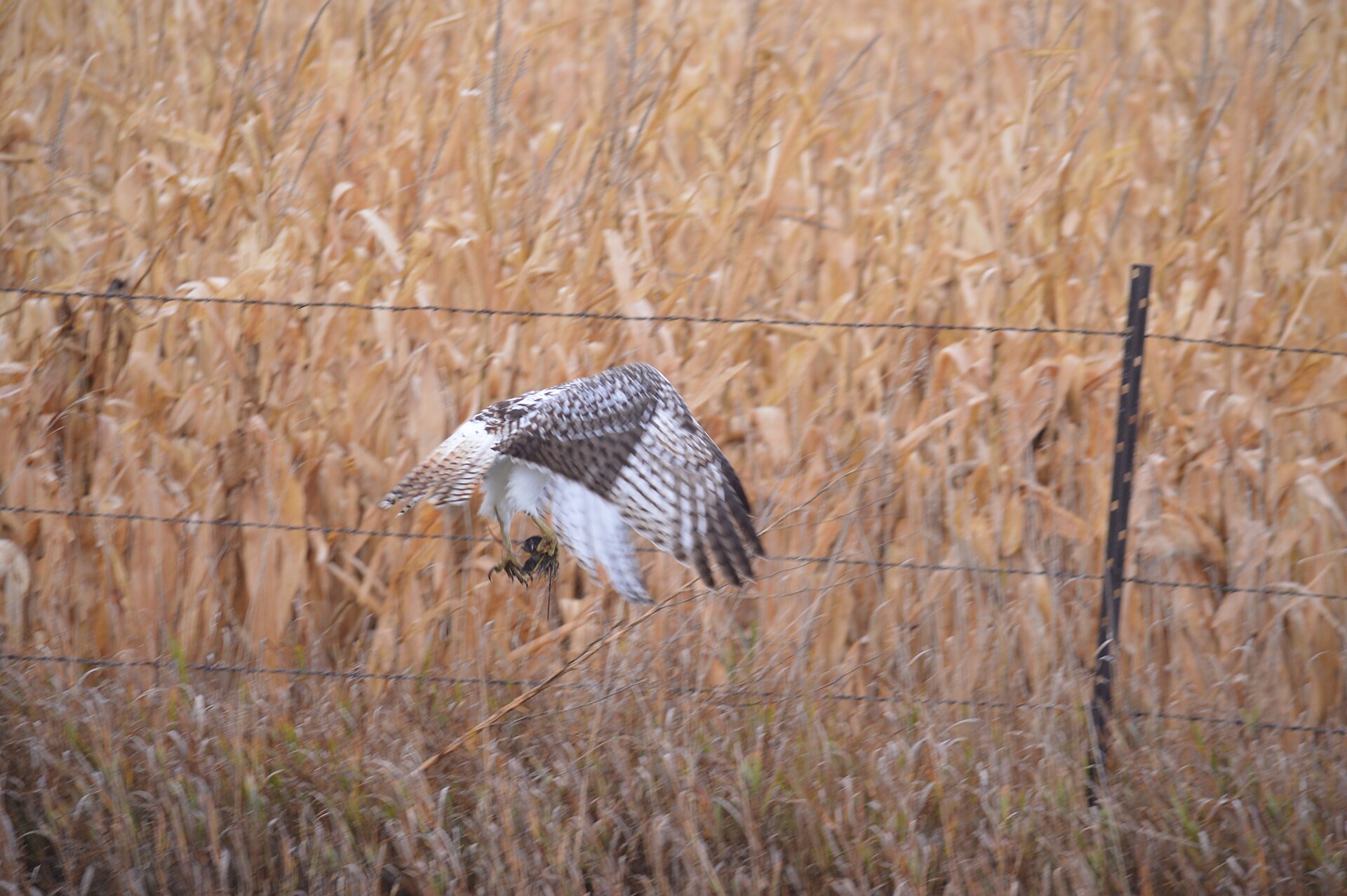 Red-tailed Hawk Information Red-tailed Hawk Information ()