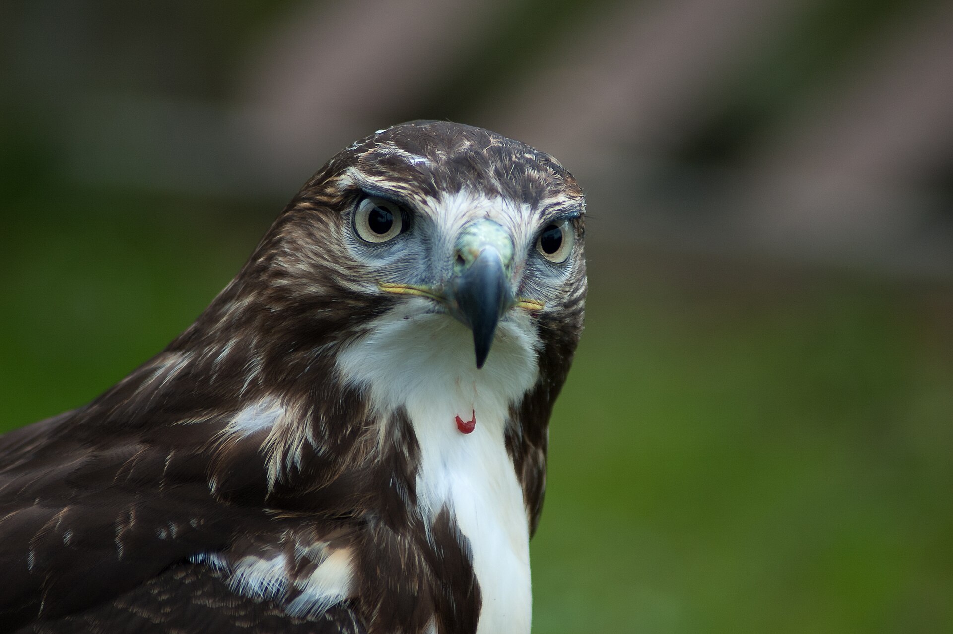 Red-tailed Hawk Profile ()