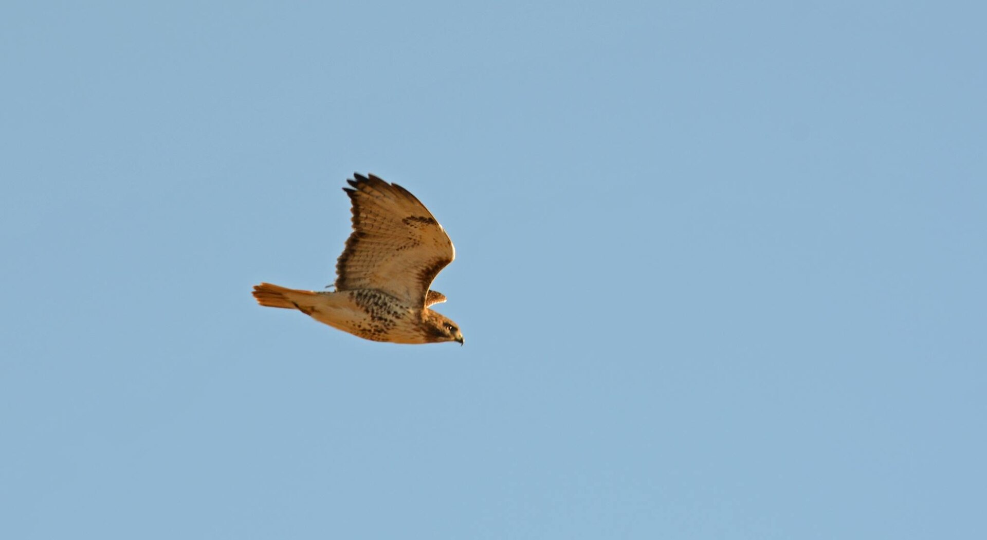 Red-tailed Hawks Flying Red-tailed Hawks Flying (Buteo jamaicensis)