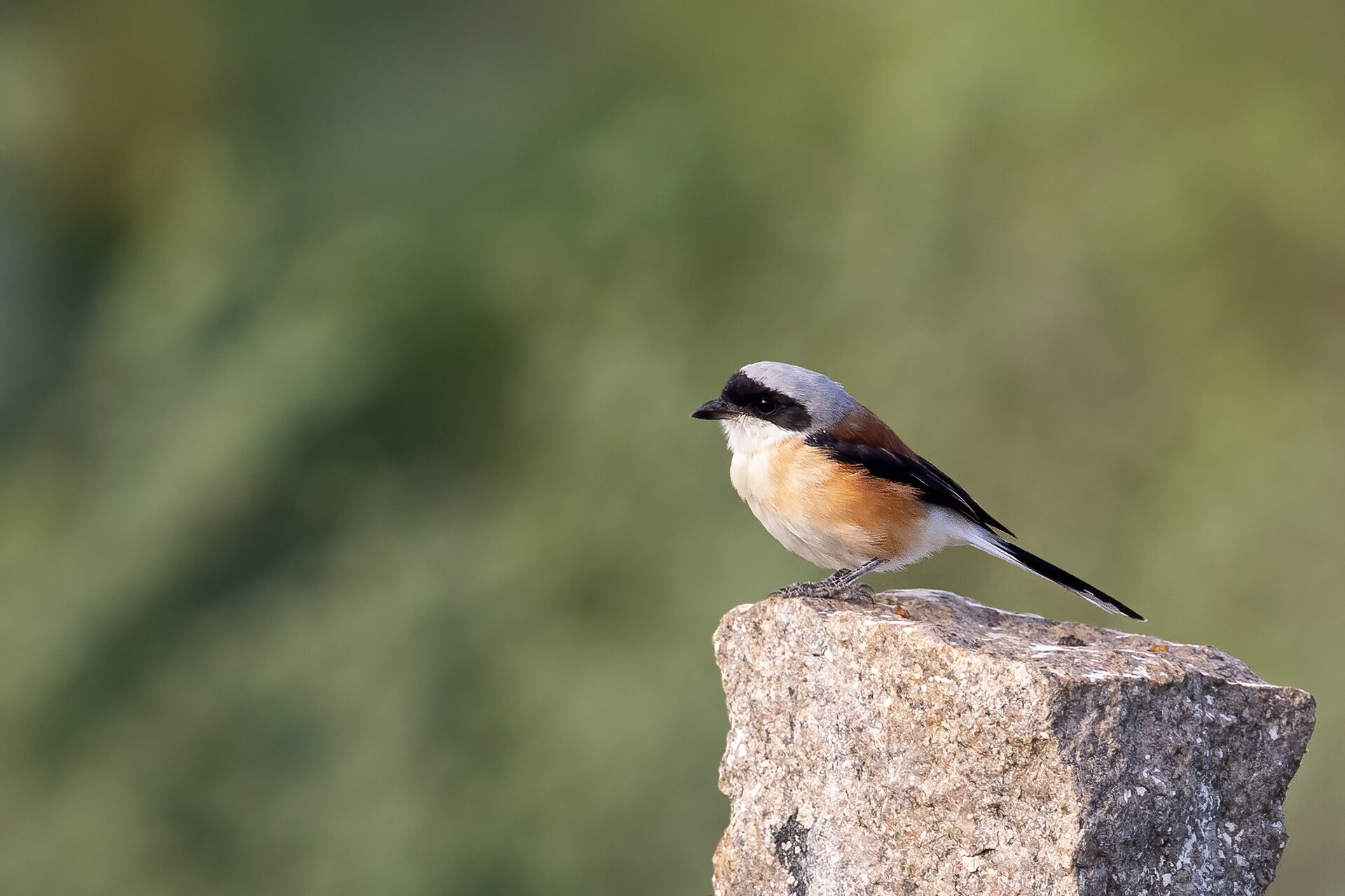 Red-tailed Shrike Analysis ()