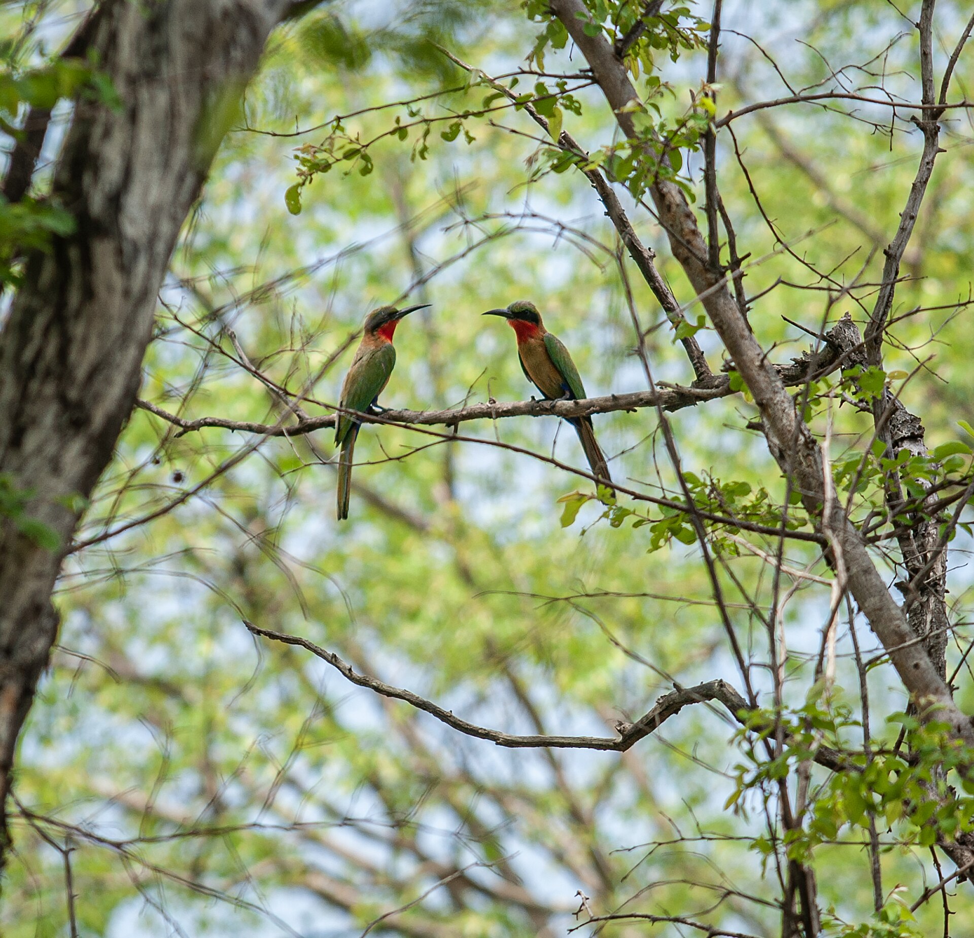 Red-throated Bee-eater ()