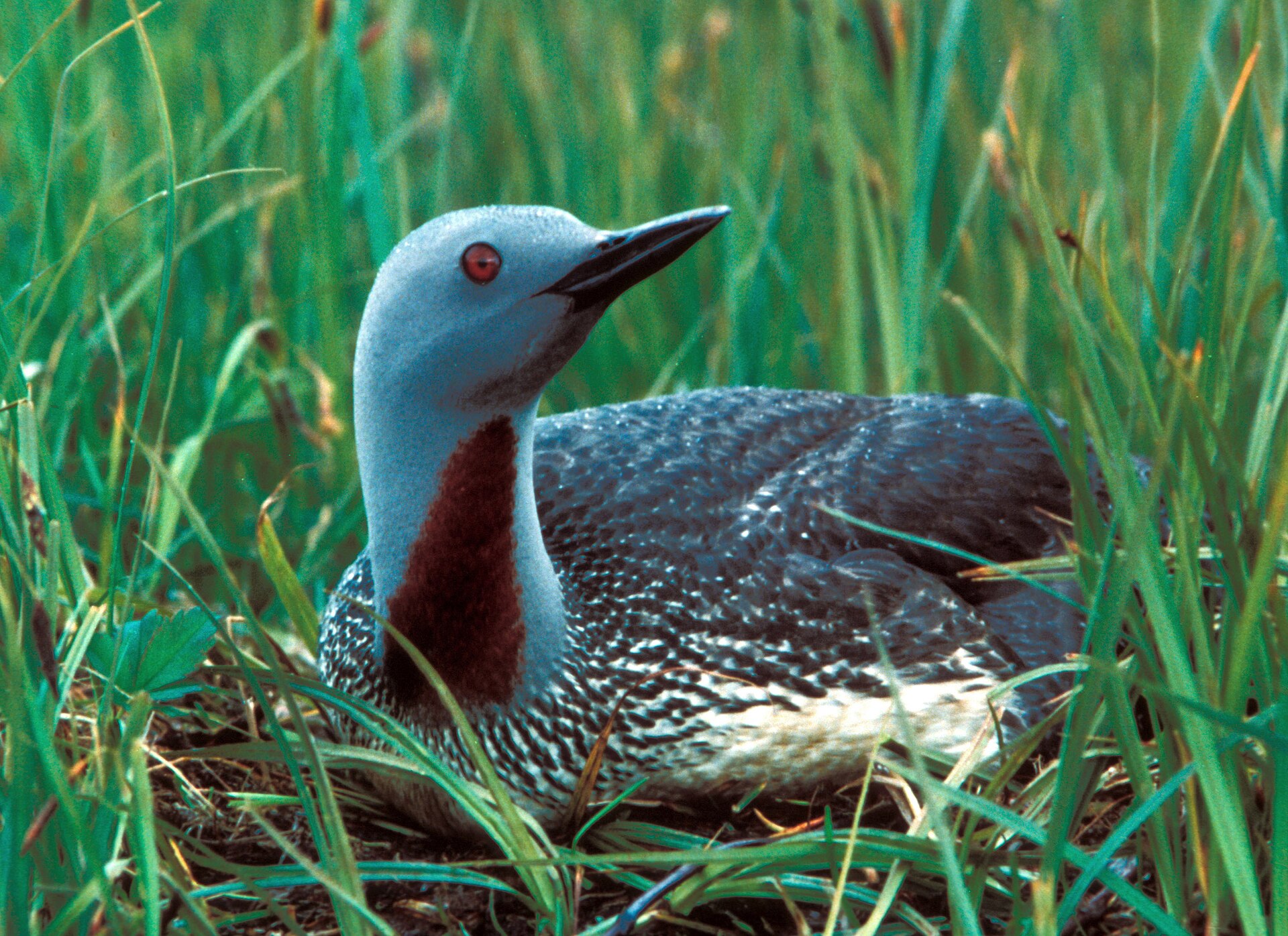 Red-throated Loon Habitat ()