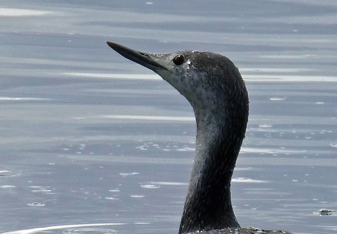 Red-throated Loon Red-throated Loon (Gavia stellata)